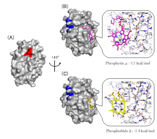 Molecules | Free Full-Text | Enhancement of Inhibitory Activity by ...
