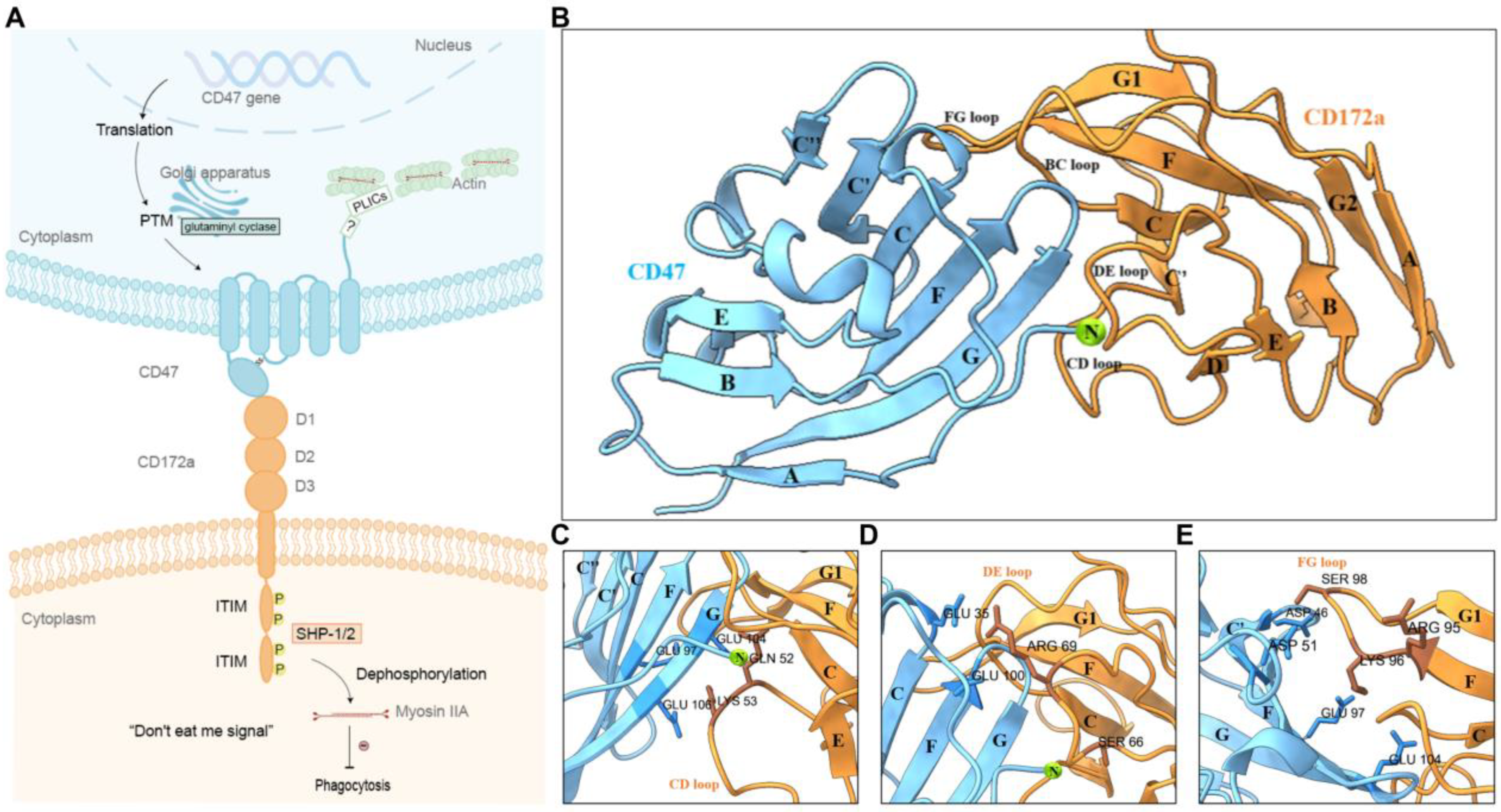 Molecules 28 04224 g001 Molecules 28 04224 g001