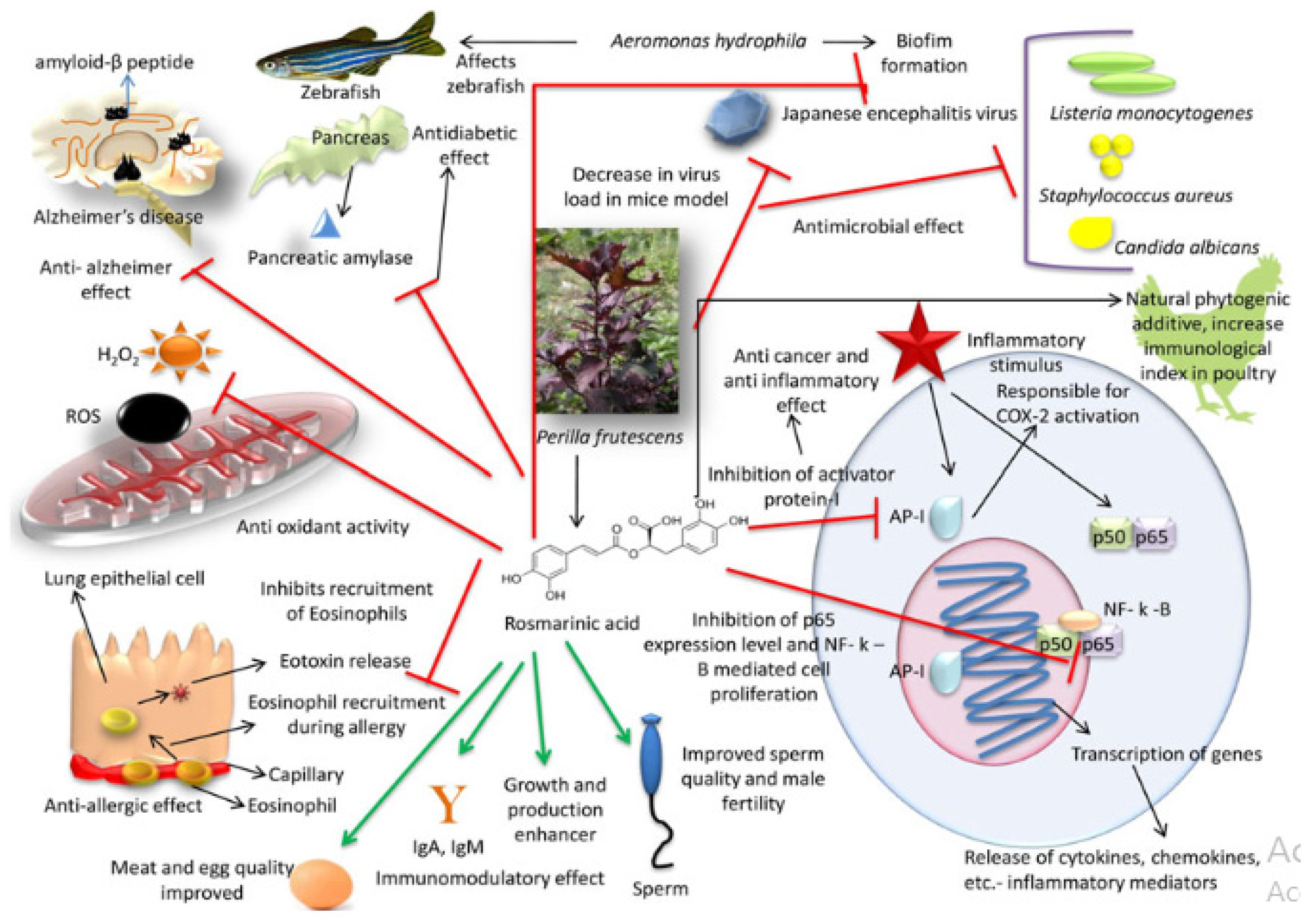 Application of Rosmarinic Acid with Its Derivatives in the Treatment of