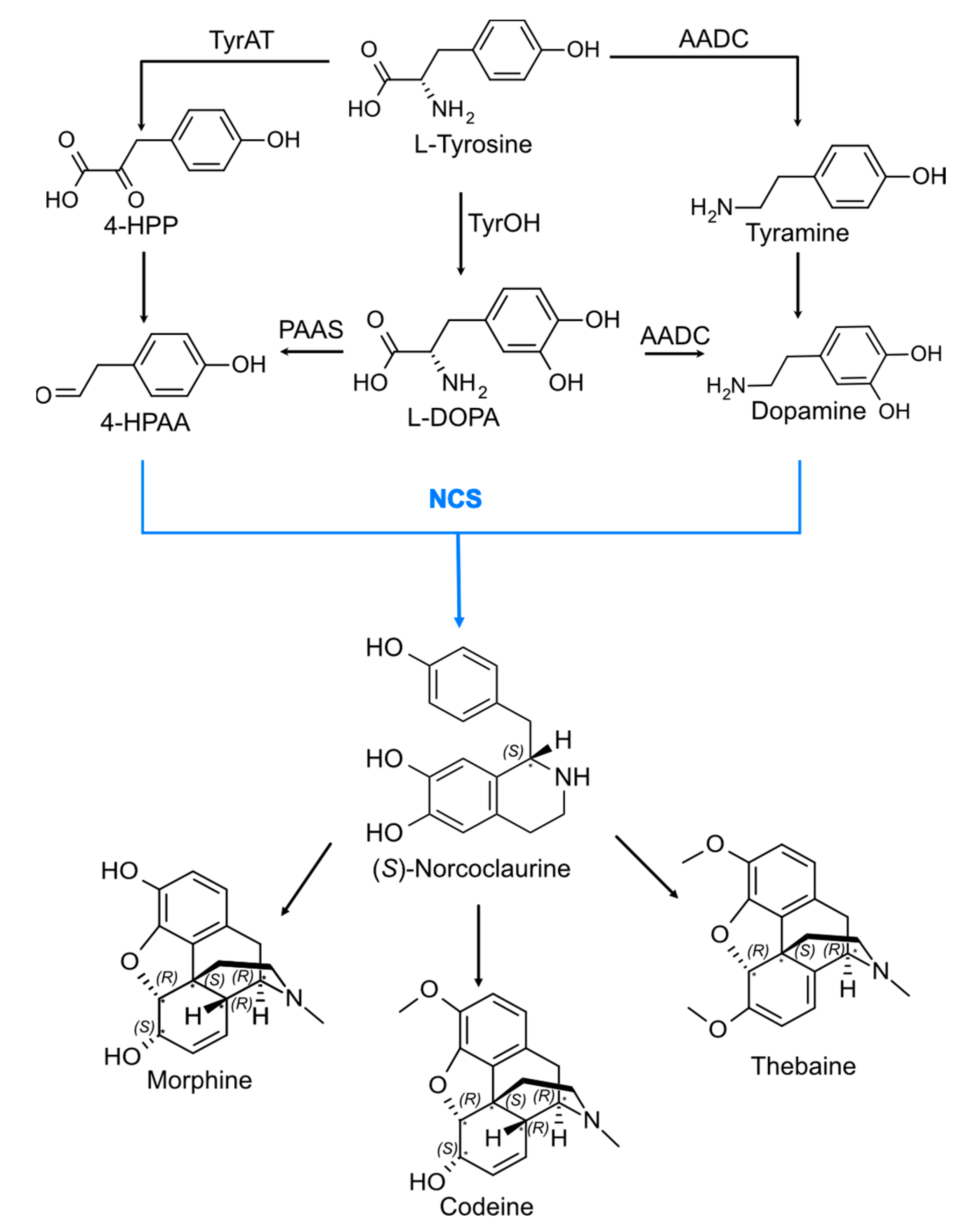 Molecules 28 04265 sch001