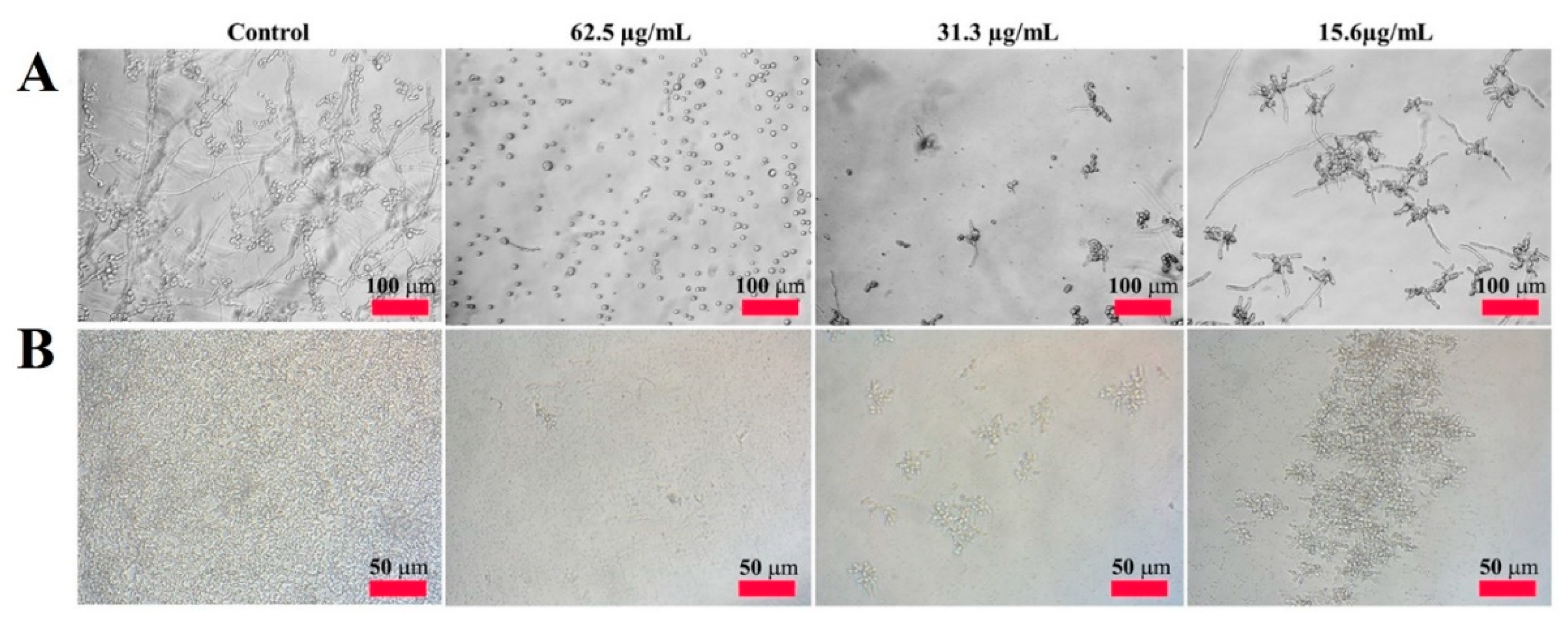 Molecules 28 04289 g002 Molecules 28 04289 g002