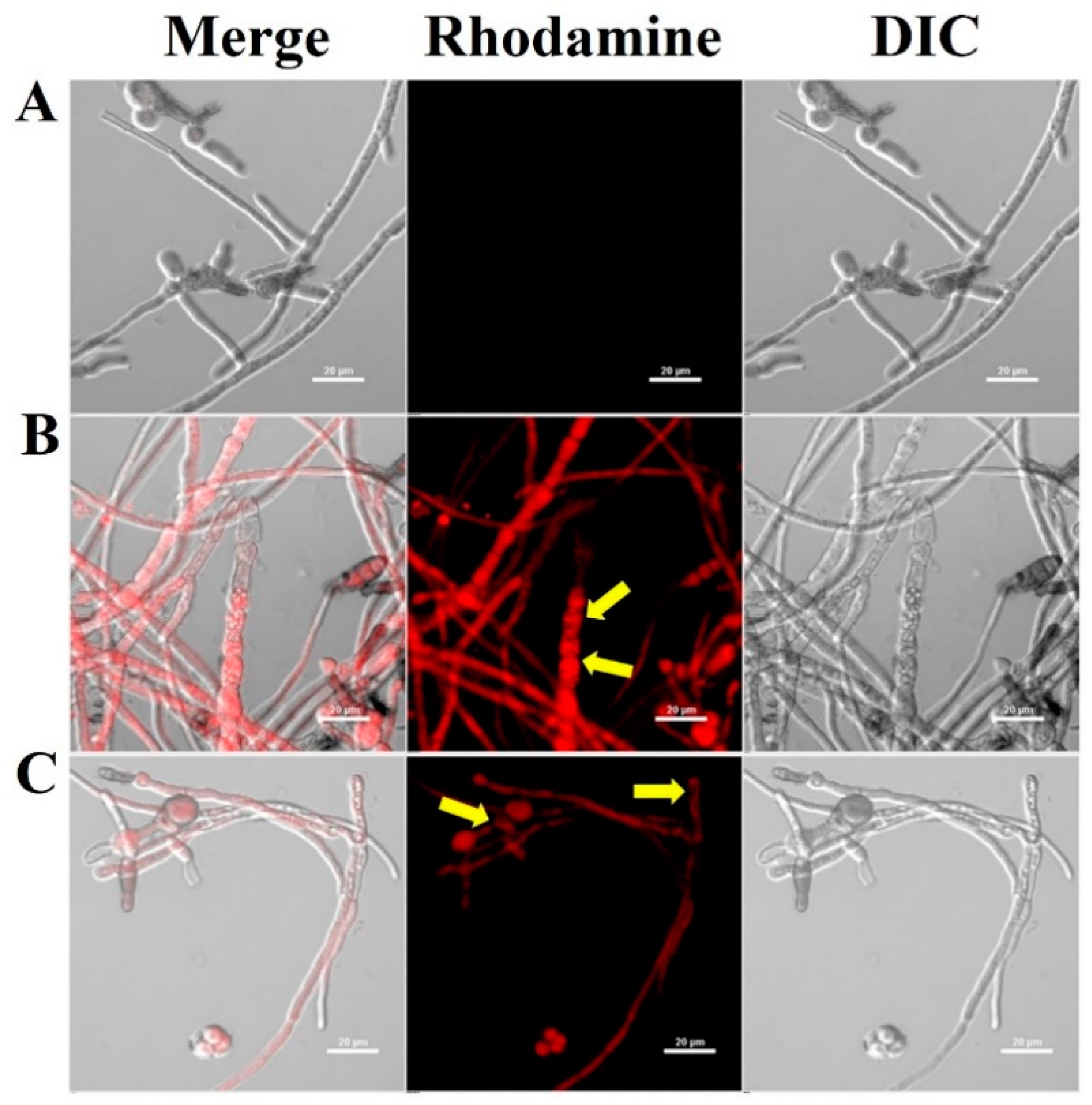 Molecules 28 04289 g004 Molecules 28 04289 g004