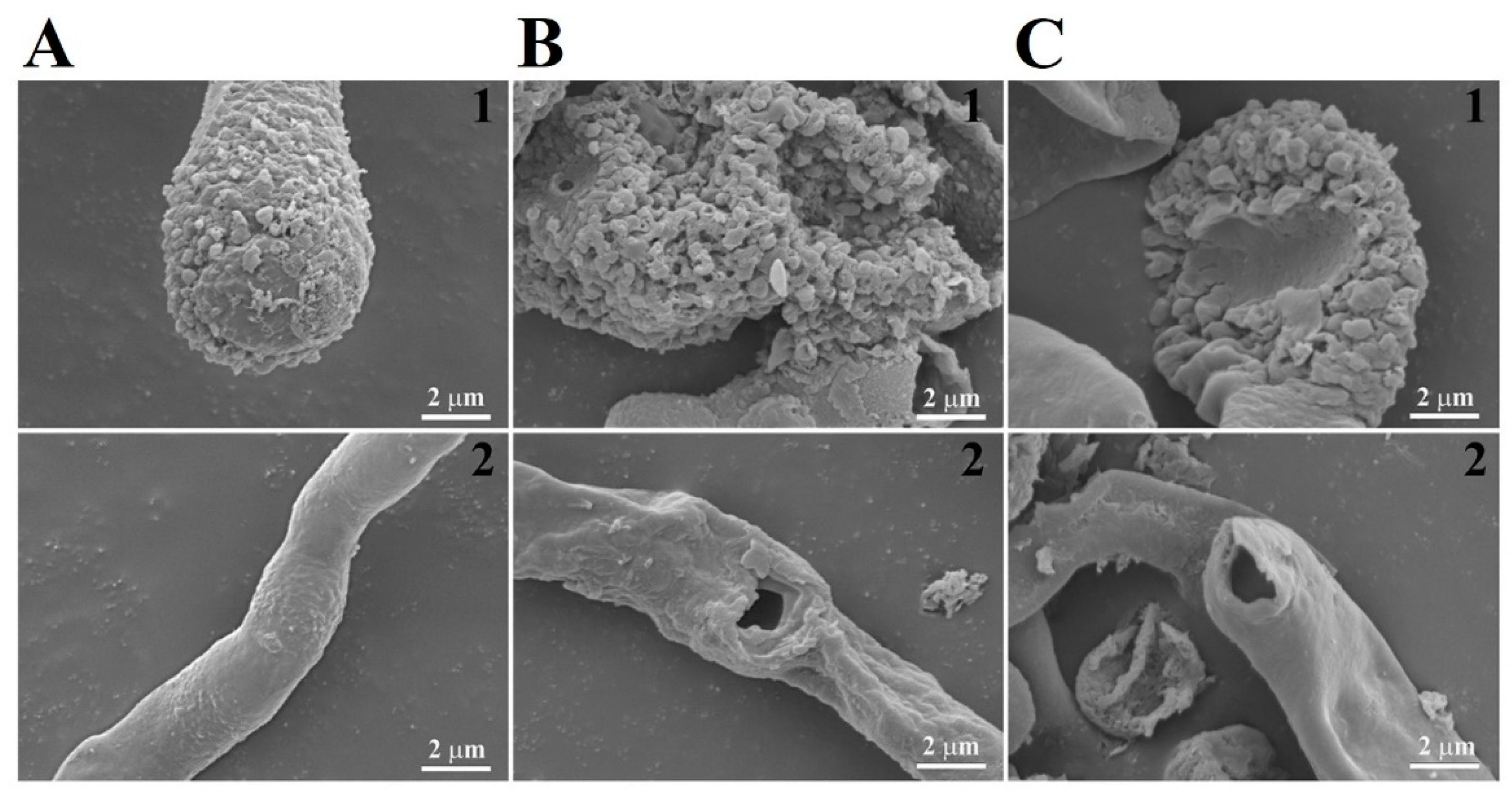 Molecules 28 04289 g007 Molecules 28 04289 g007