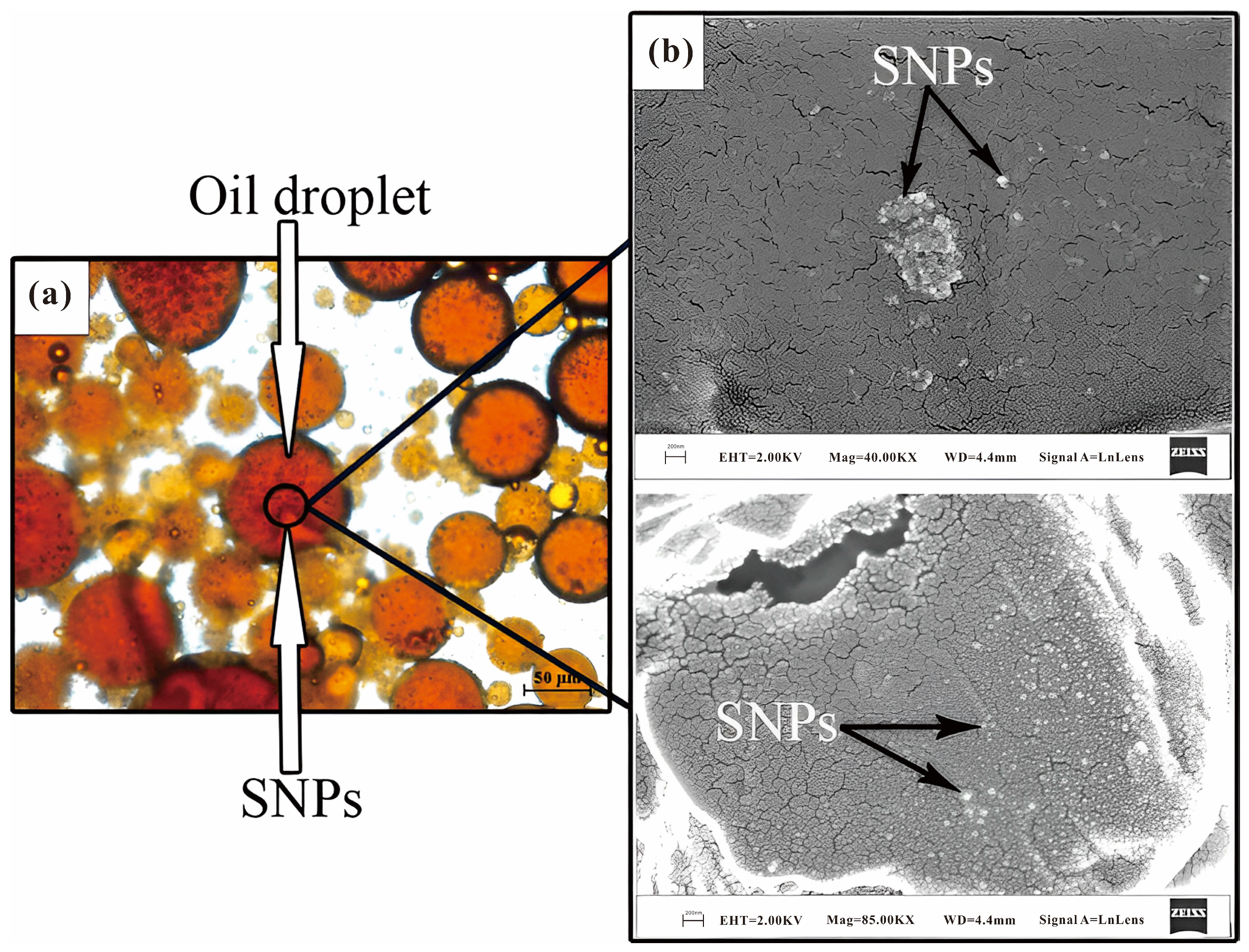 Molecules 28 04331 g014 Molecules 28 04331 g014