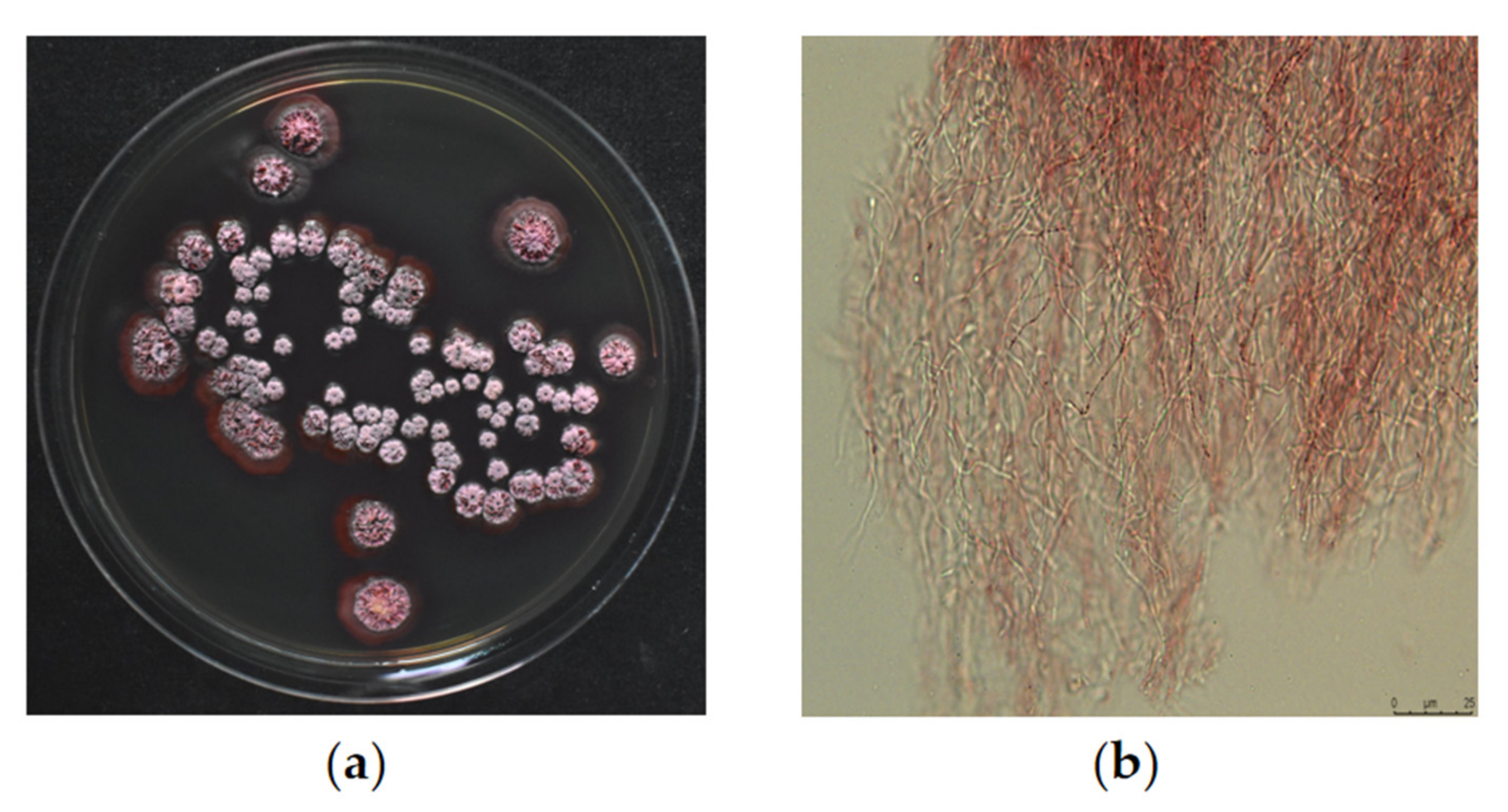 Molecules 28 04365 g001 Molecules 28 04365 g001