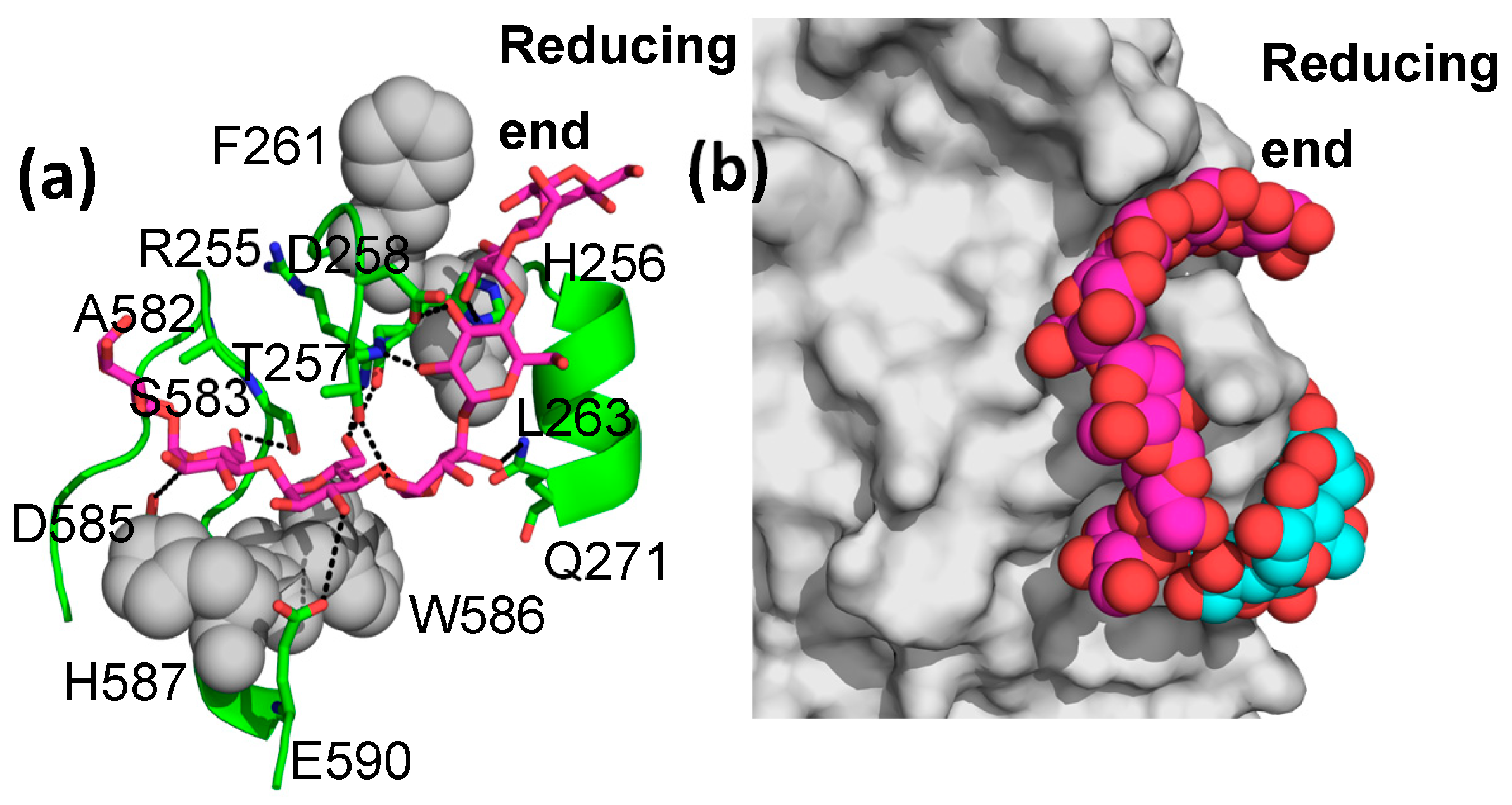 Molecules Free FullText The Structure of MaltooctaoseBound