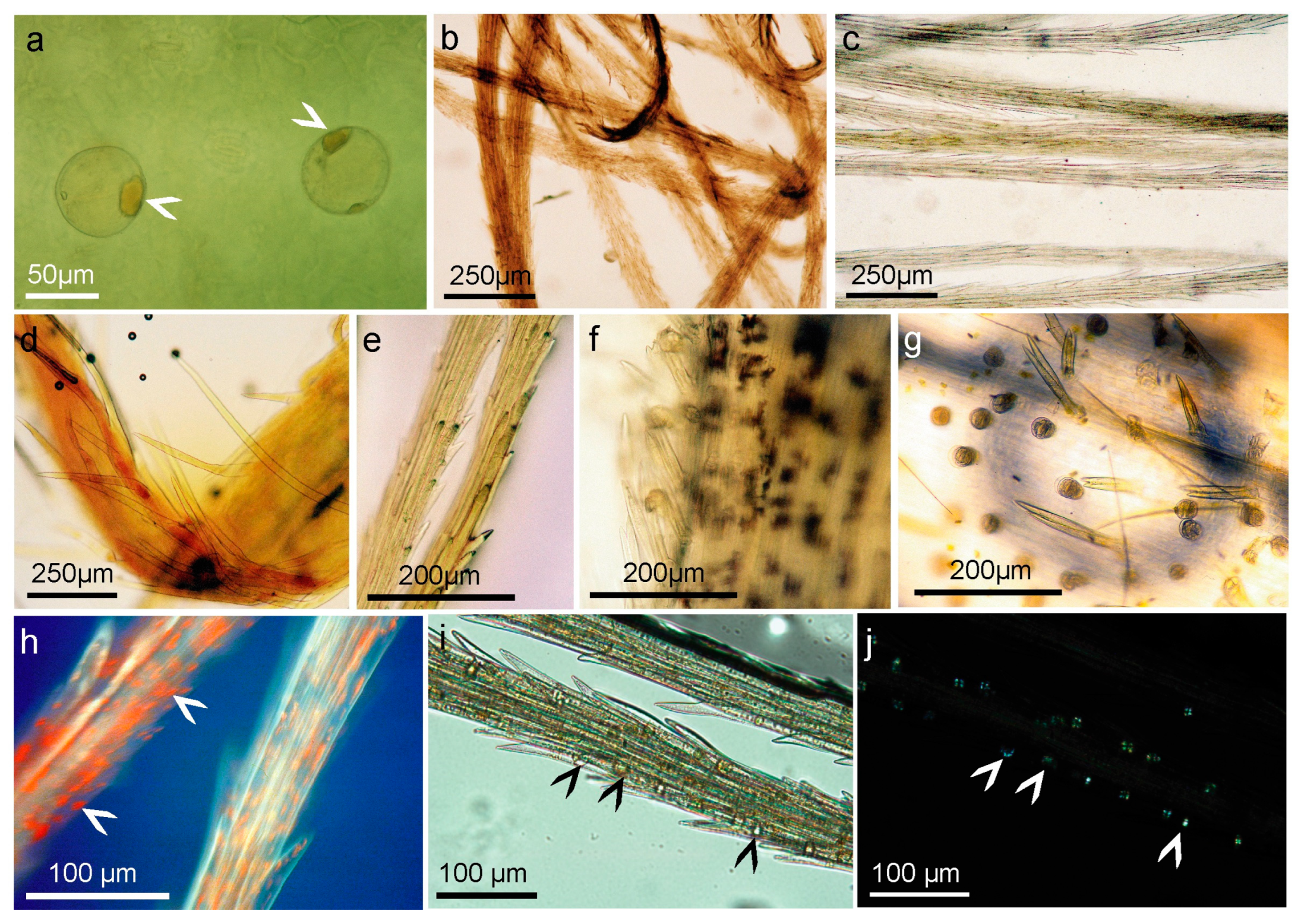 Molecules 28 04379 g005 Molecules 28 04379 g005