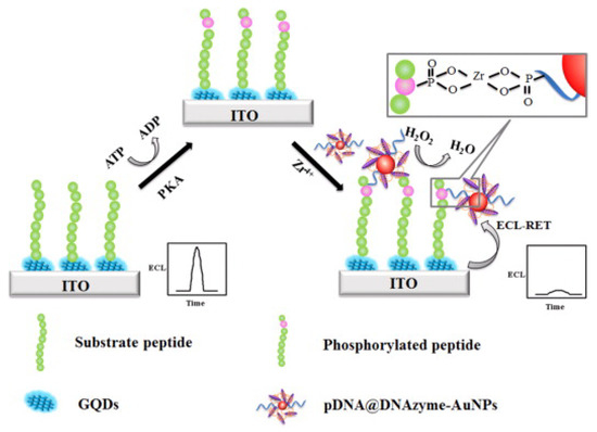 Biosensors with Metal Ion–Phosphate Chelation Interaction