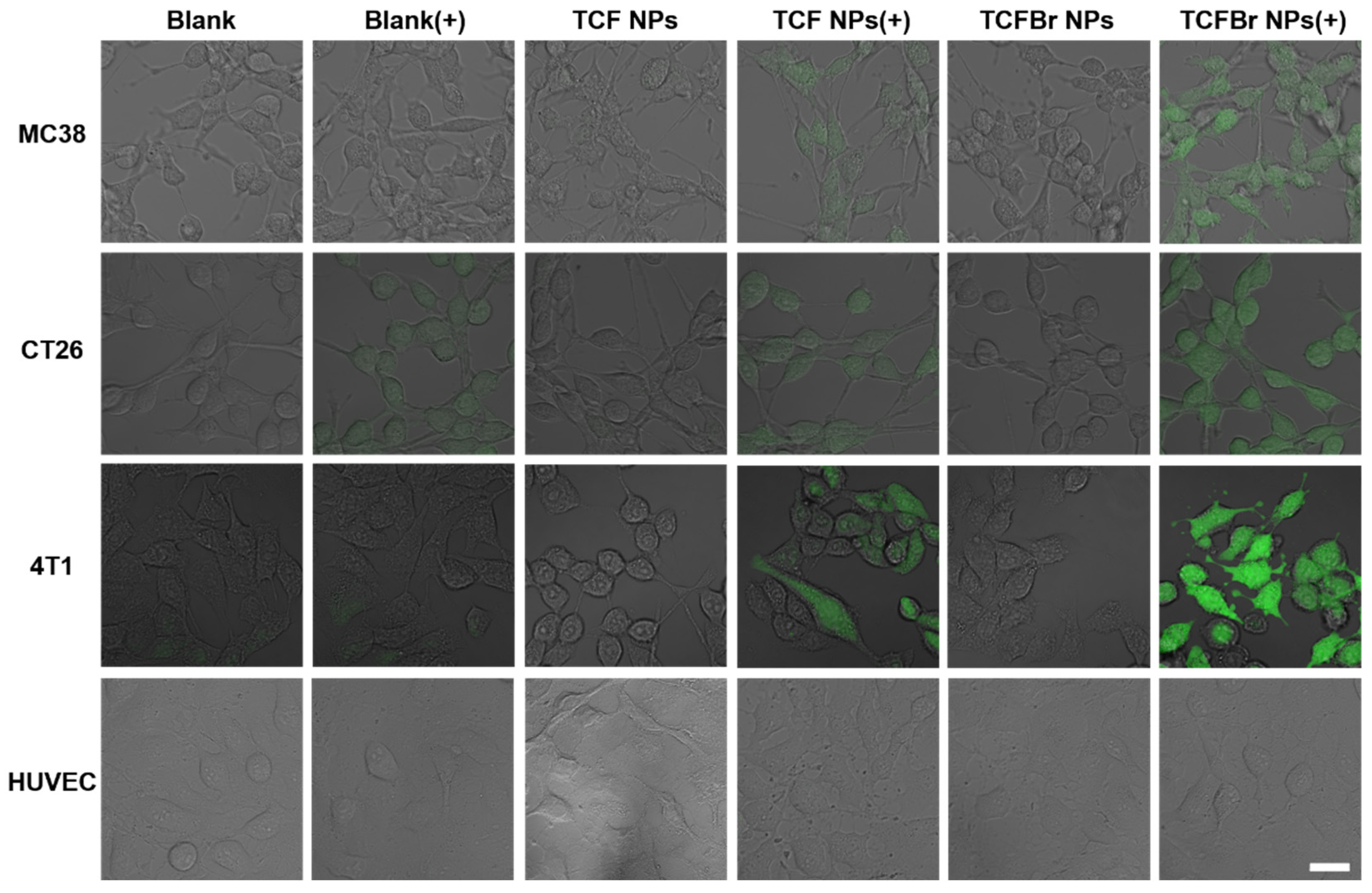 Molecules 28 04404 g004