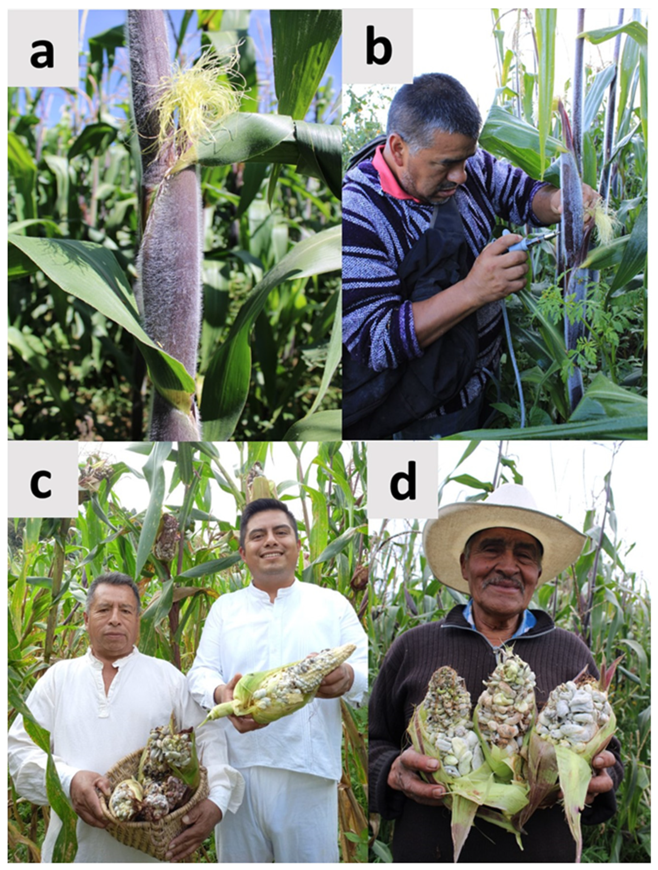 Molecules 28 04415 g009 Molecules 28 04415 g009