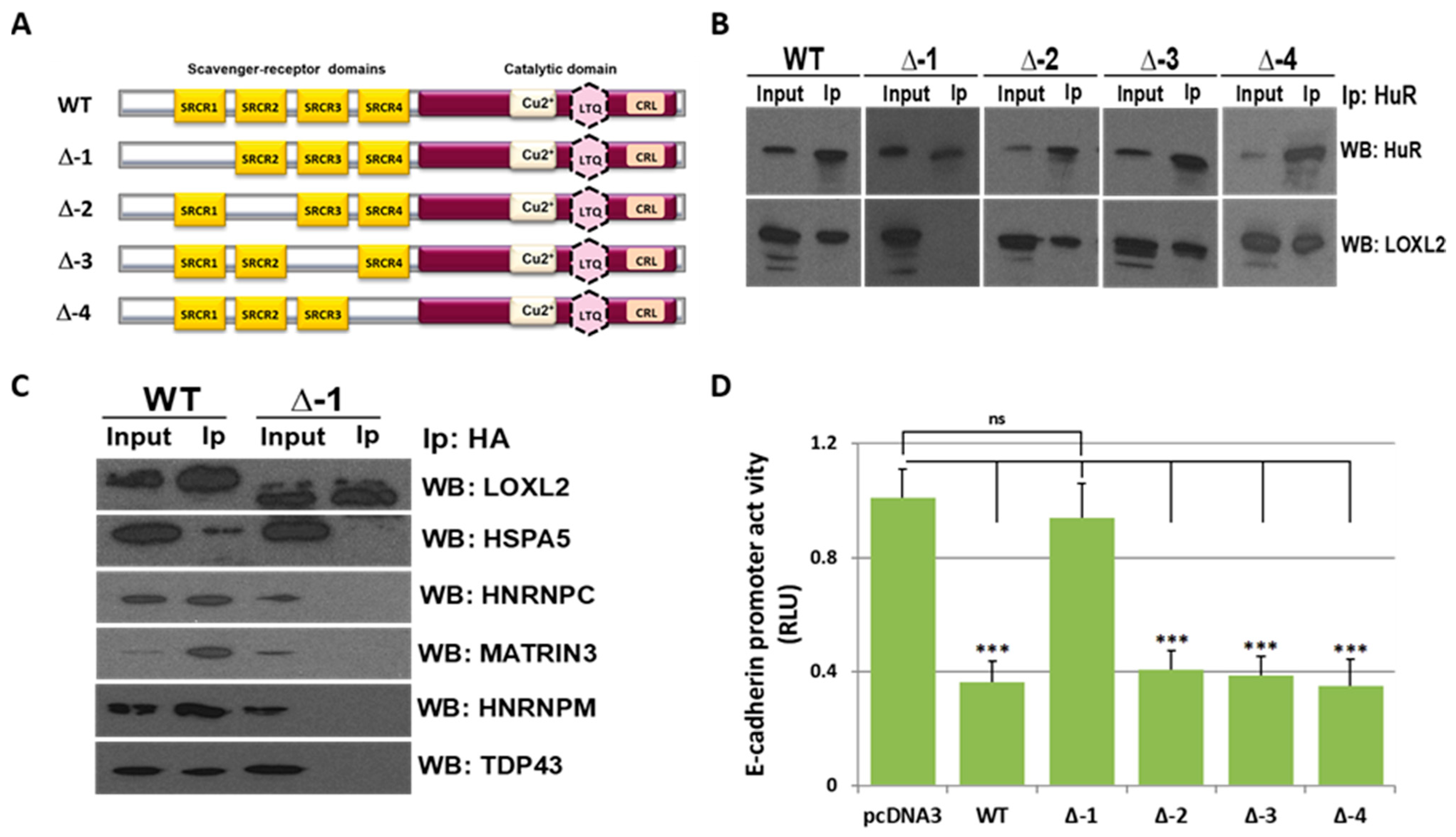 Molecules 28 04433 g003 Molecules 28 04433 g003