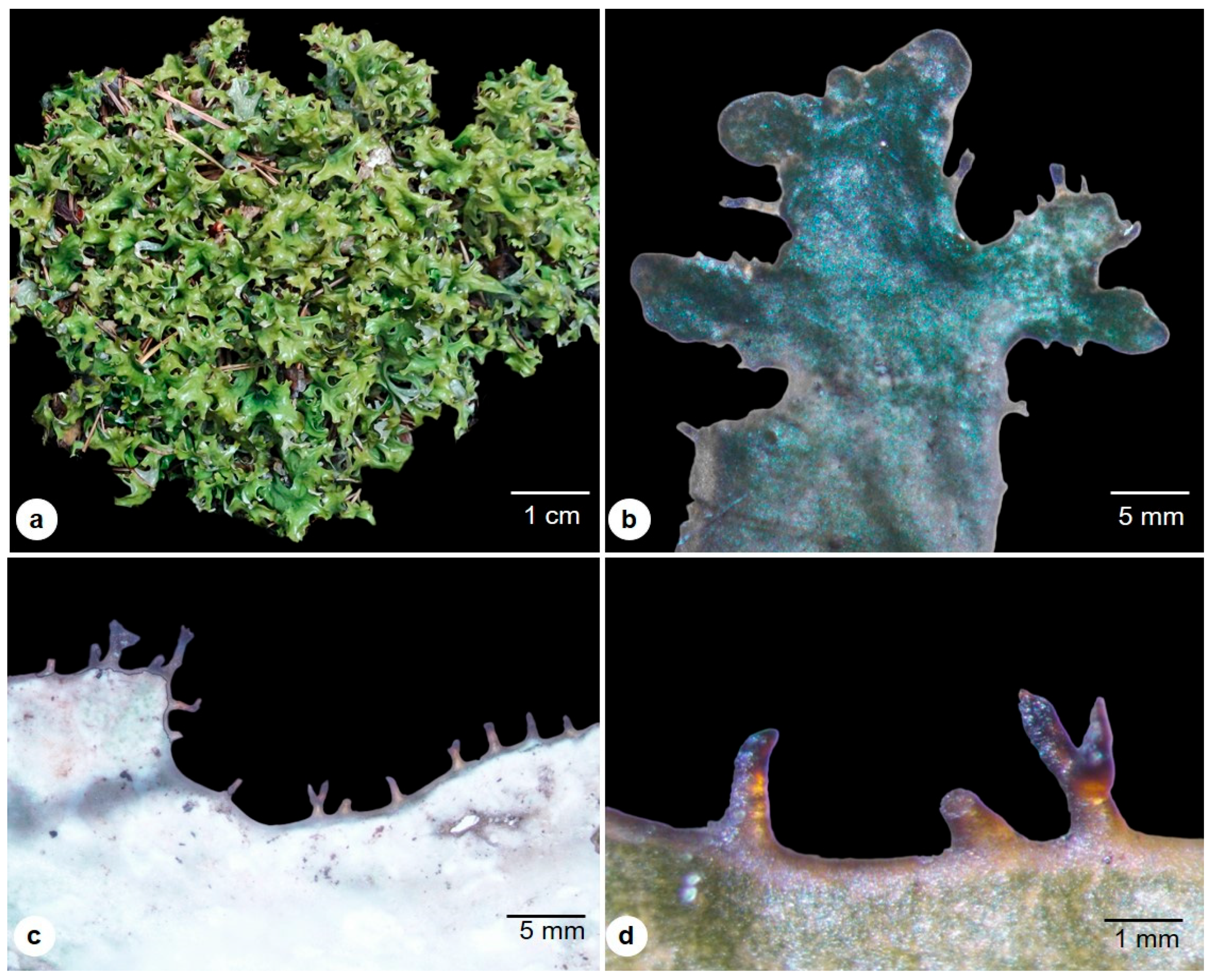 Molecules 28 04493 g001