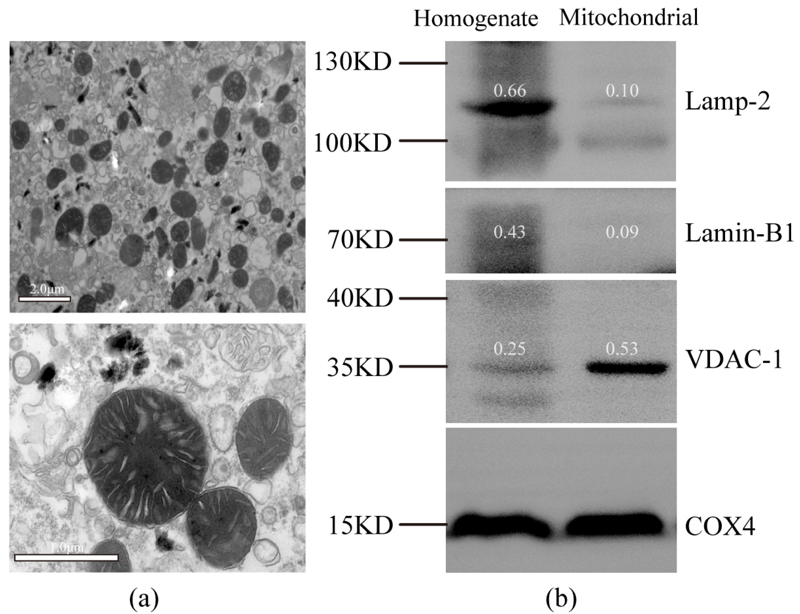 Molecules 28 04522 g001 Molecules 28 04522 g001