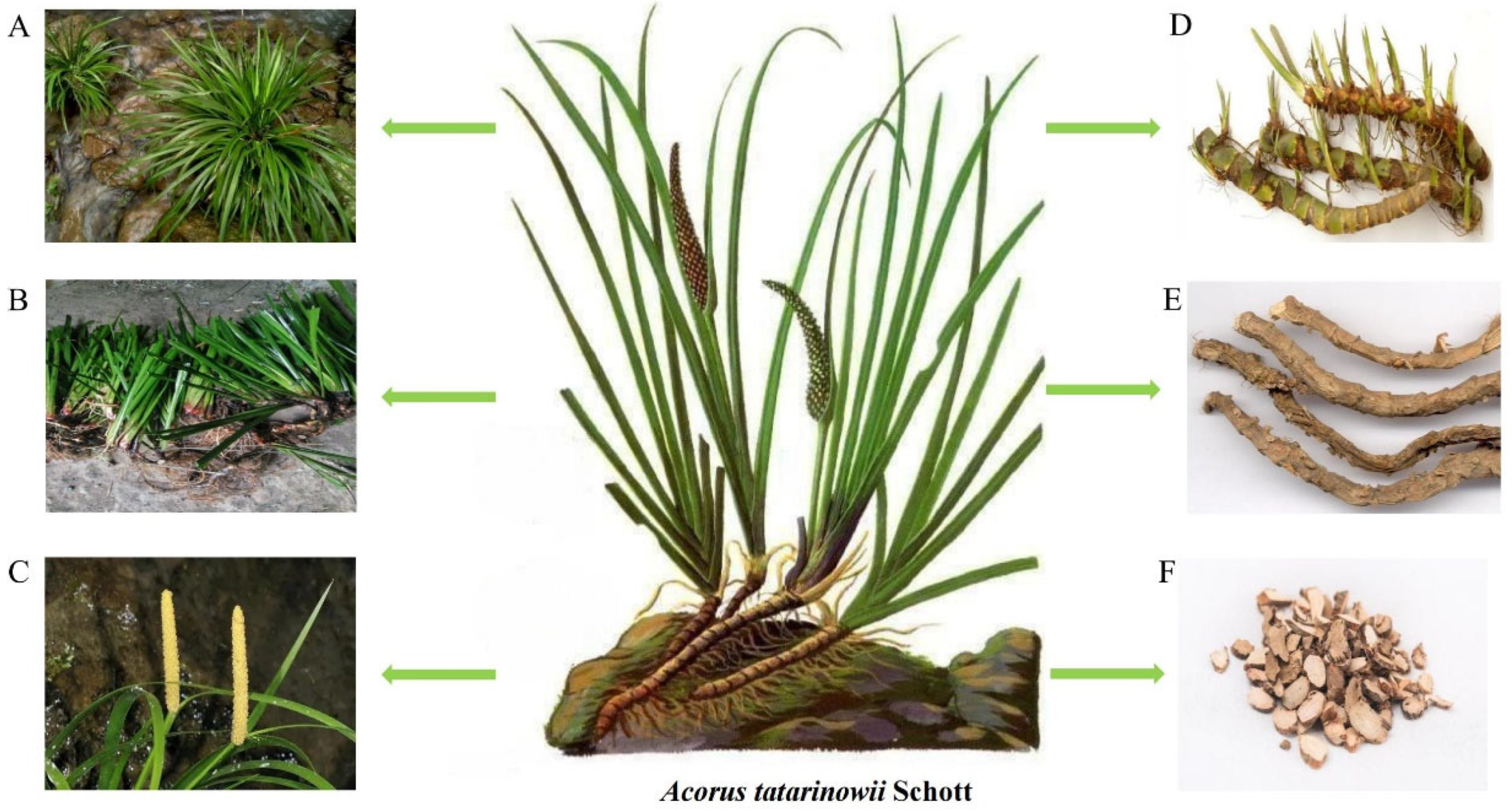 What are the Acorus Calamus benefits? Discover its many amazing health advantages for you.