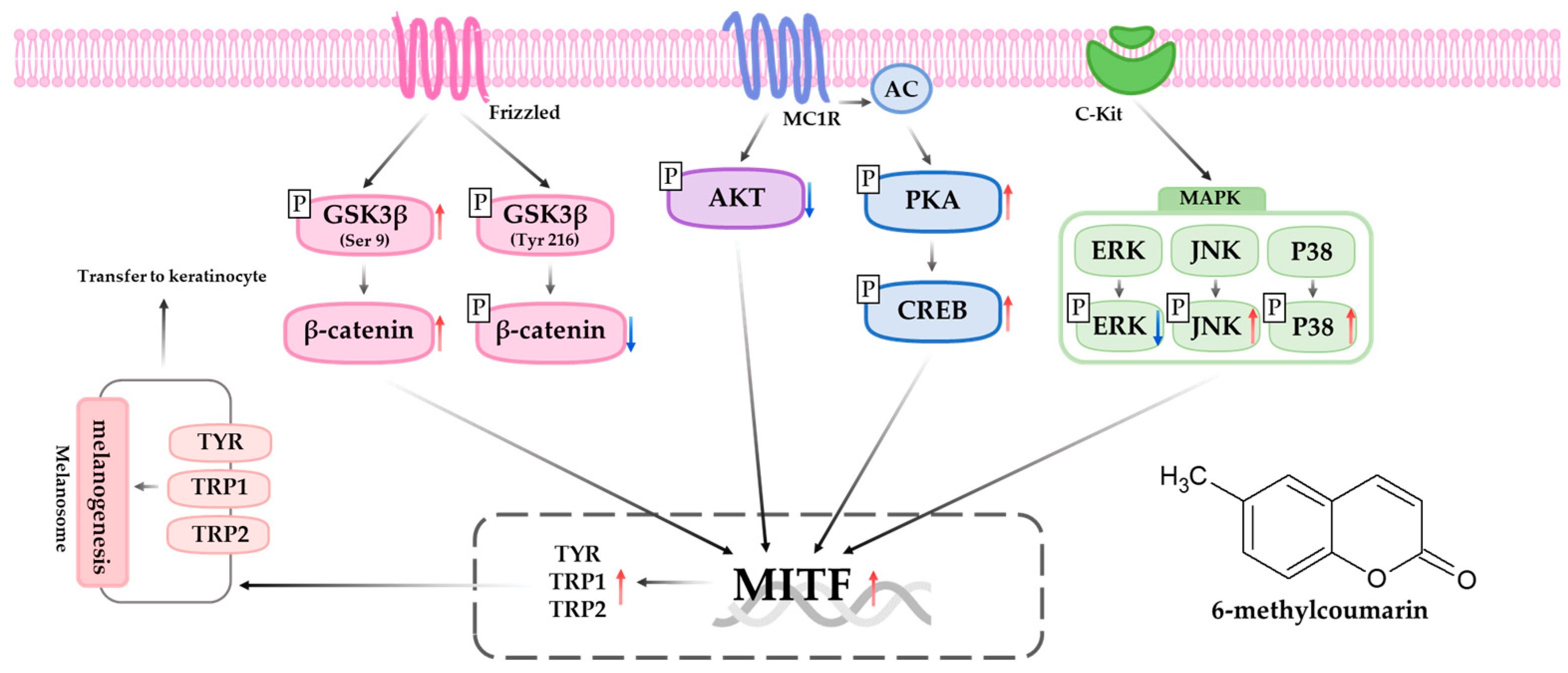 Molecules 28 04551 g008 Molecules 28 04551 g008