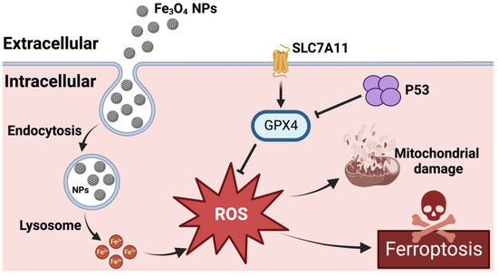 Progress in the Mechanism of the Effect of Fe3O4 Nanomaterials on