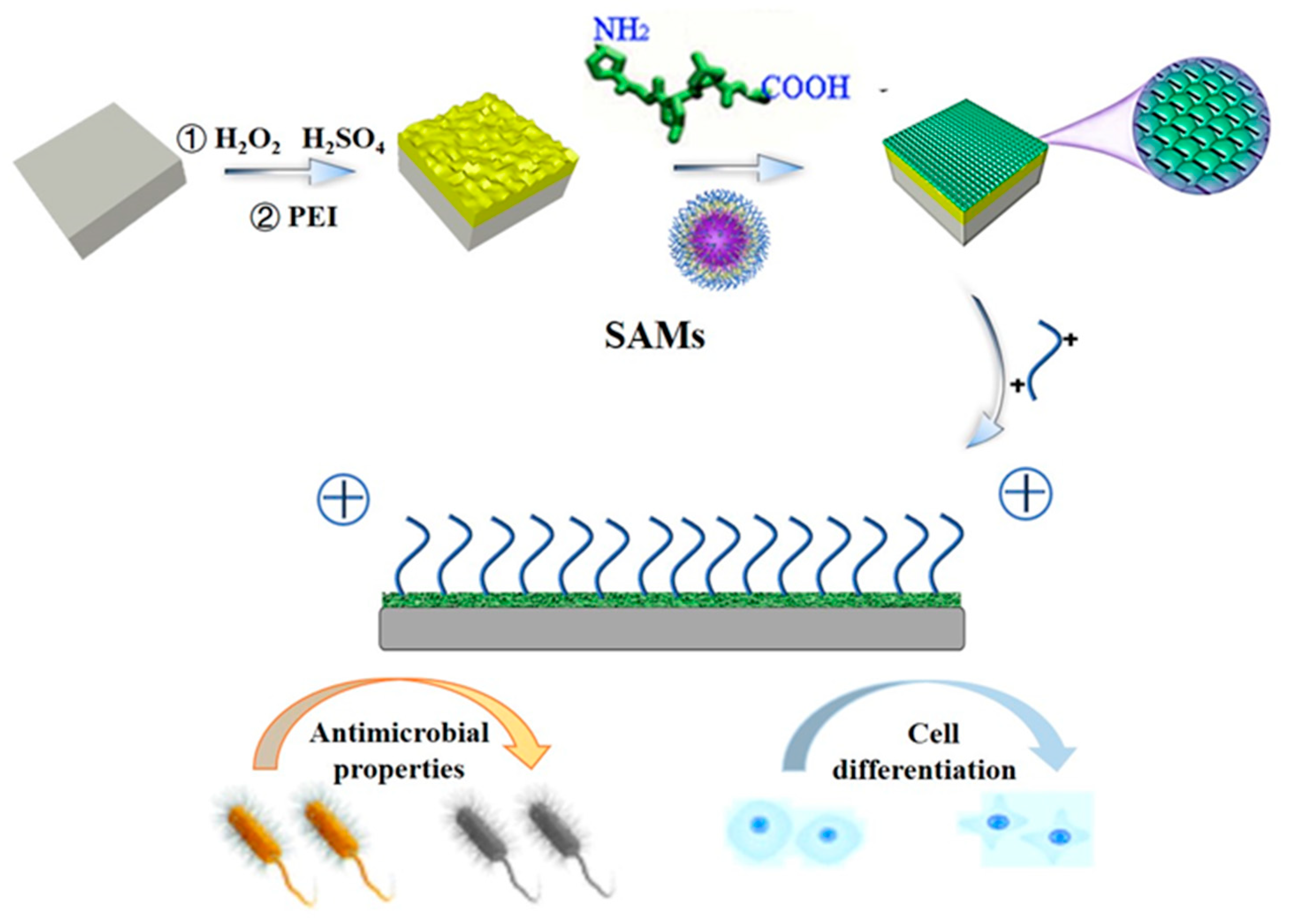 Preparation of Gelatin-Quaternary Ammonium Salt Coating on