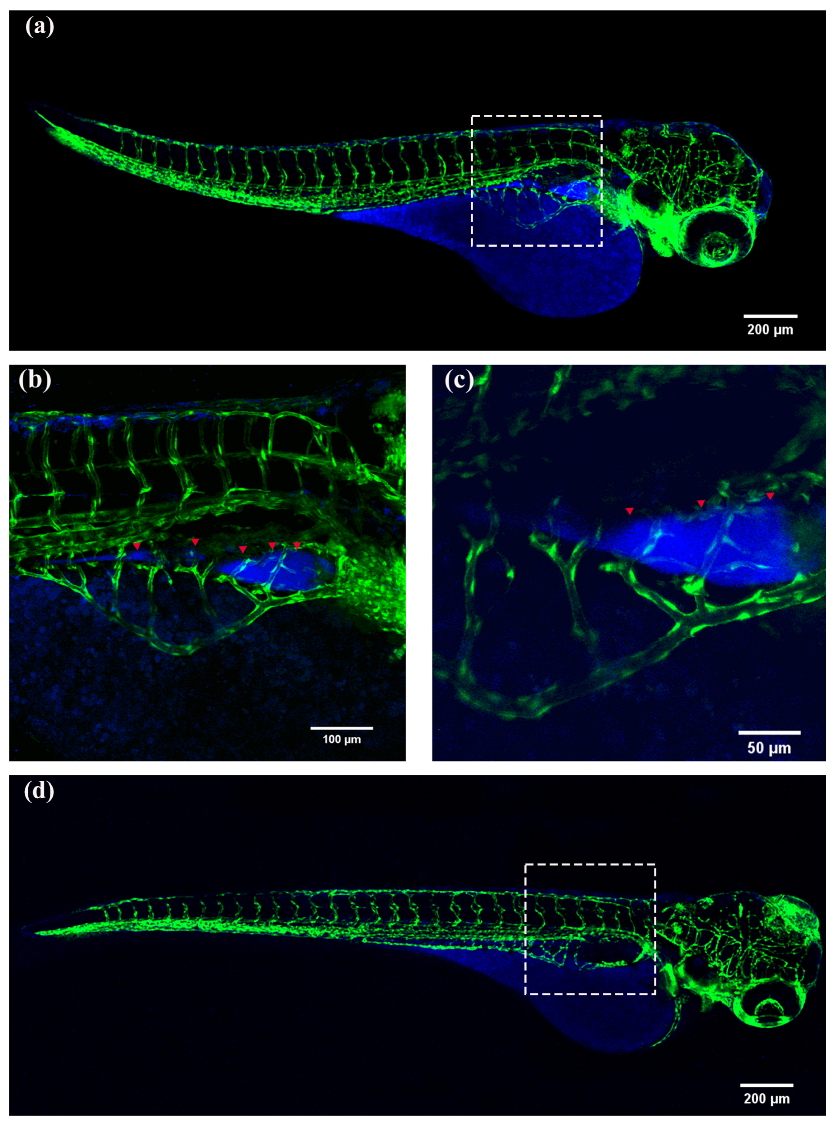 Molecules 28 04592 g011a Molecules 28 04592 g011a