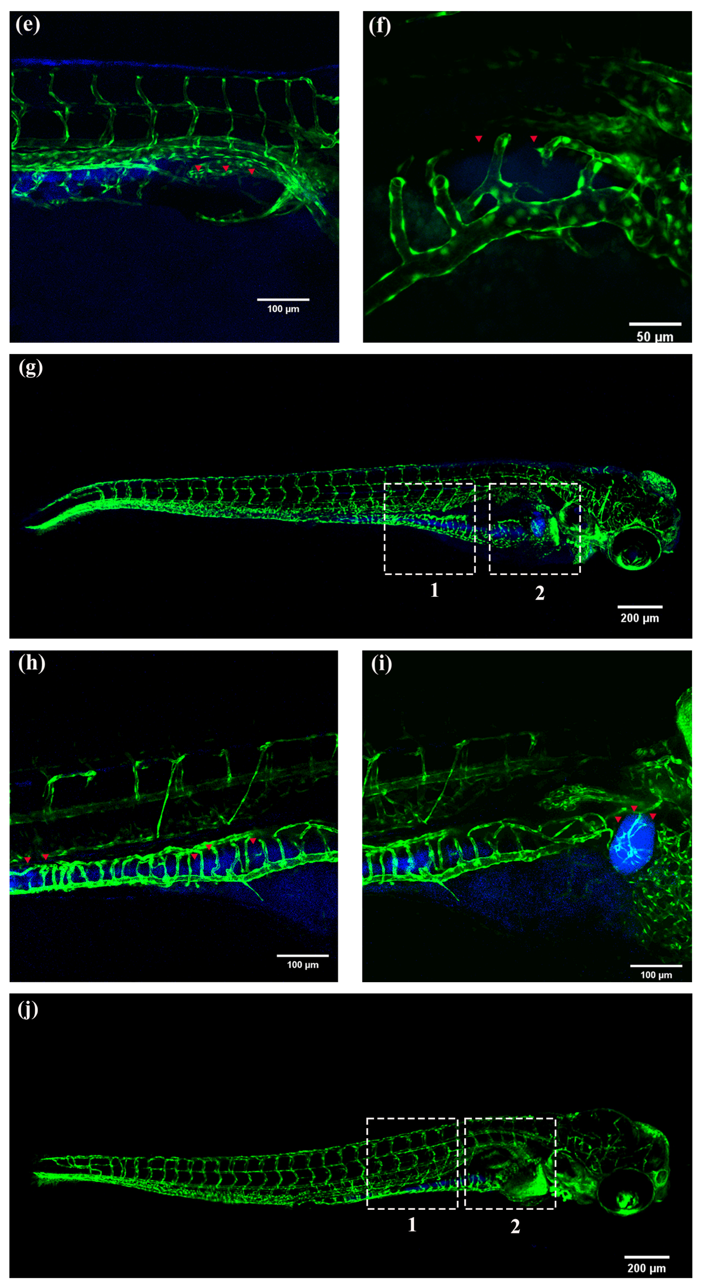 Molecules 28 04592 g011b Molecules 28 04592 g011b