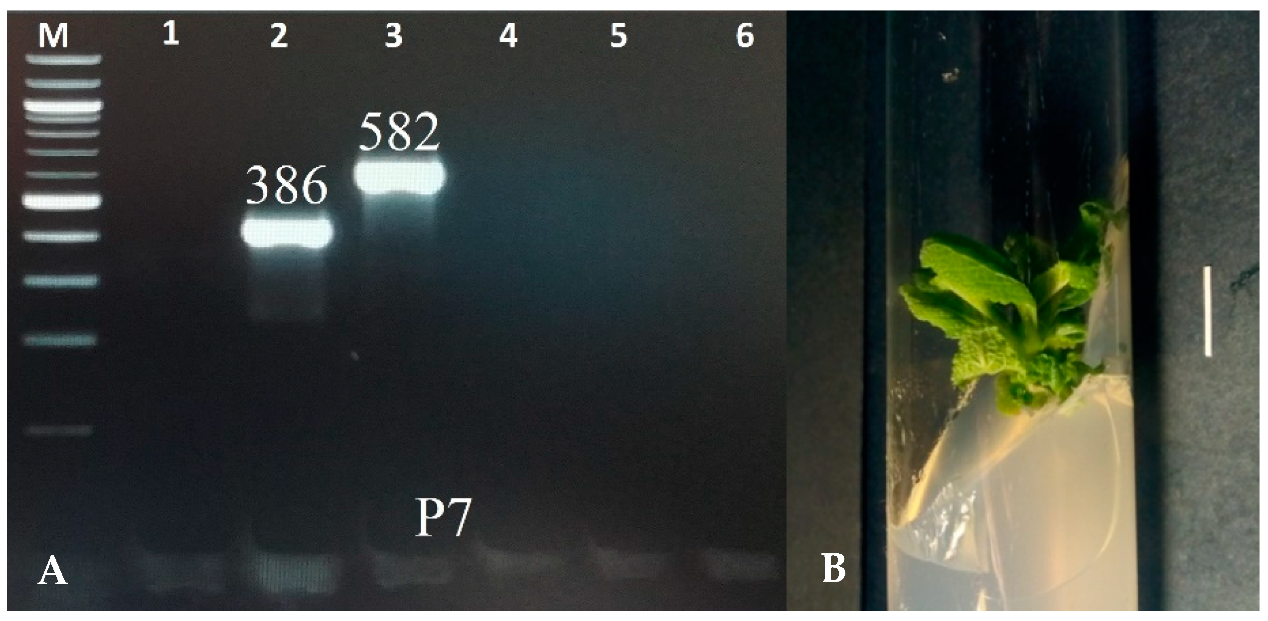 Molecules 28 04603 g001