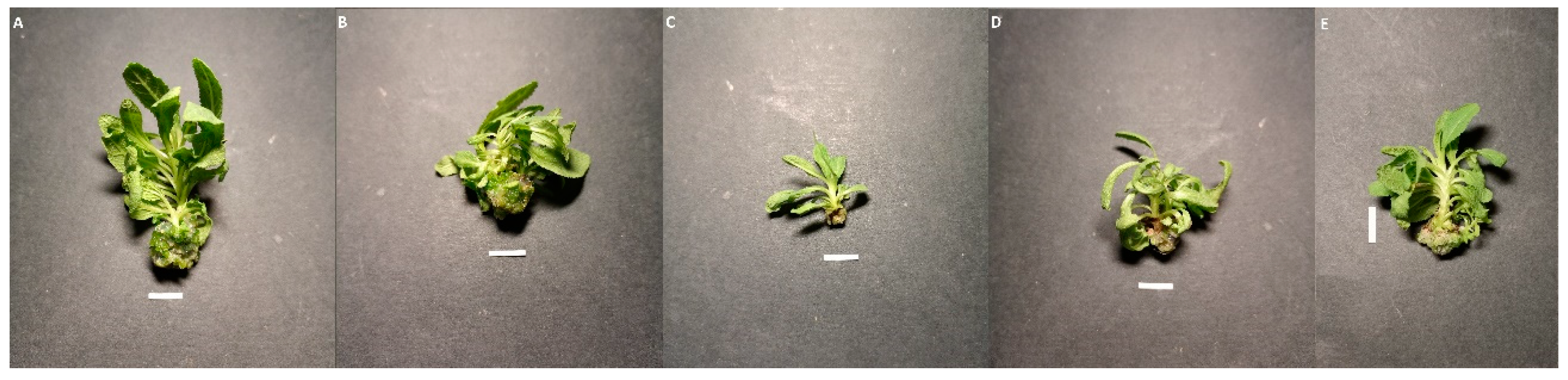 Molecules 28 04603 g003