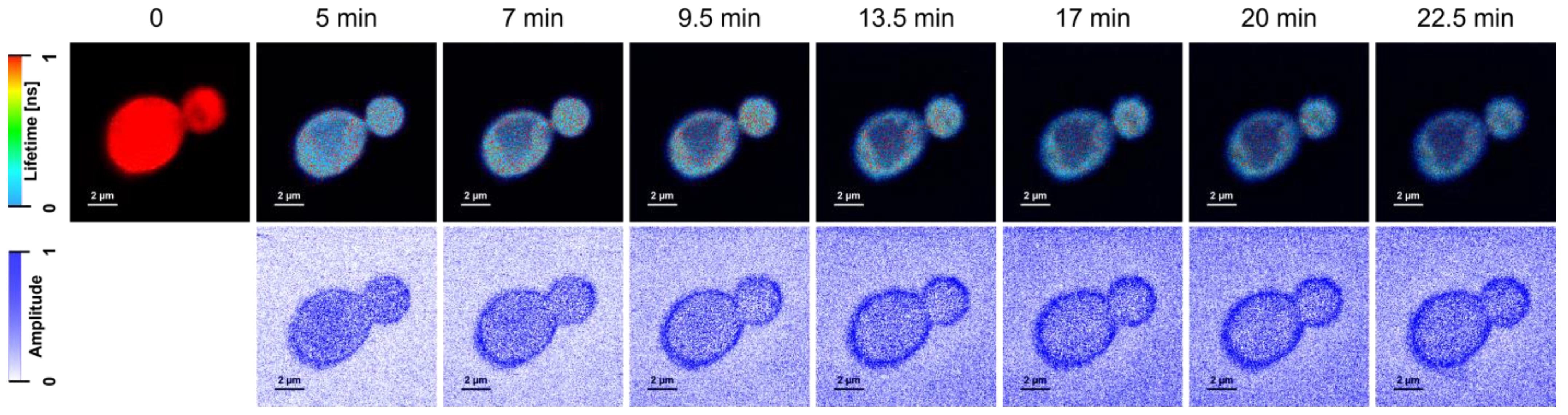 Molecules 28 04687 g001