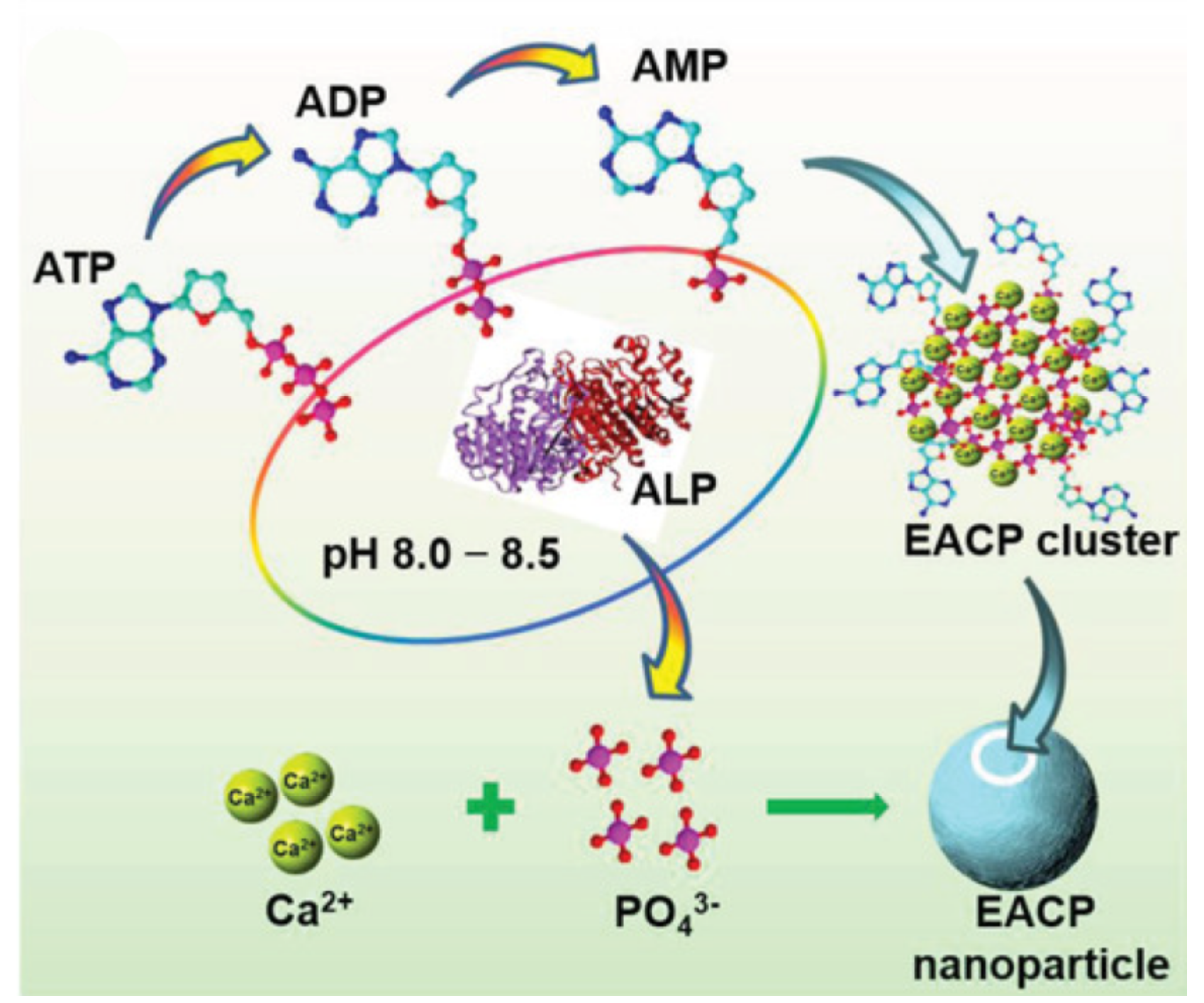 Molecules 28 04790 g006 Molecules 28 04790 g006