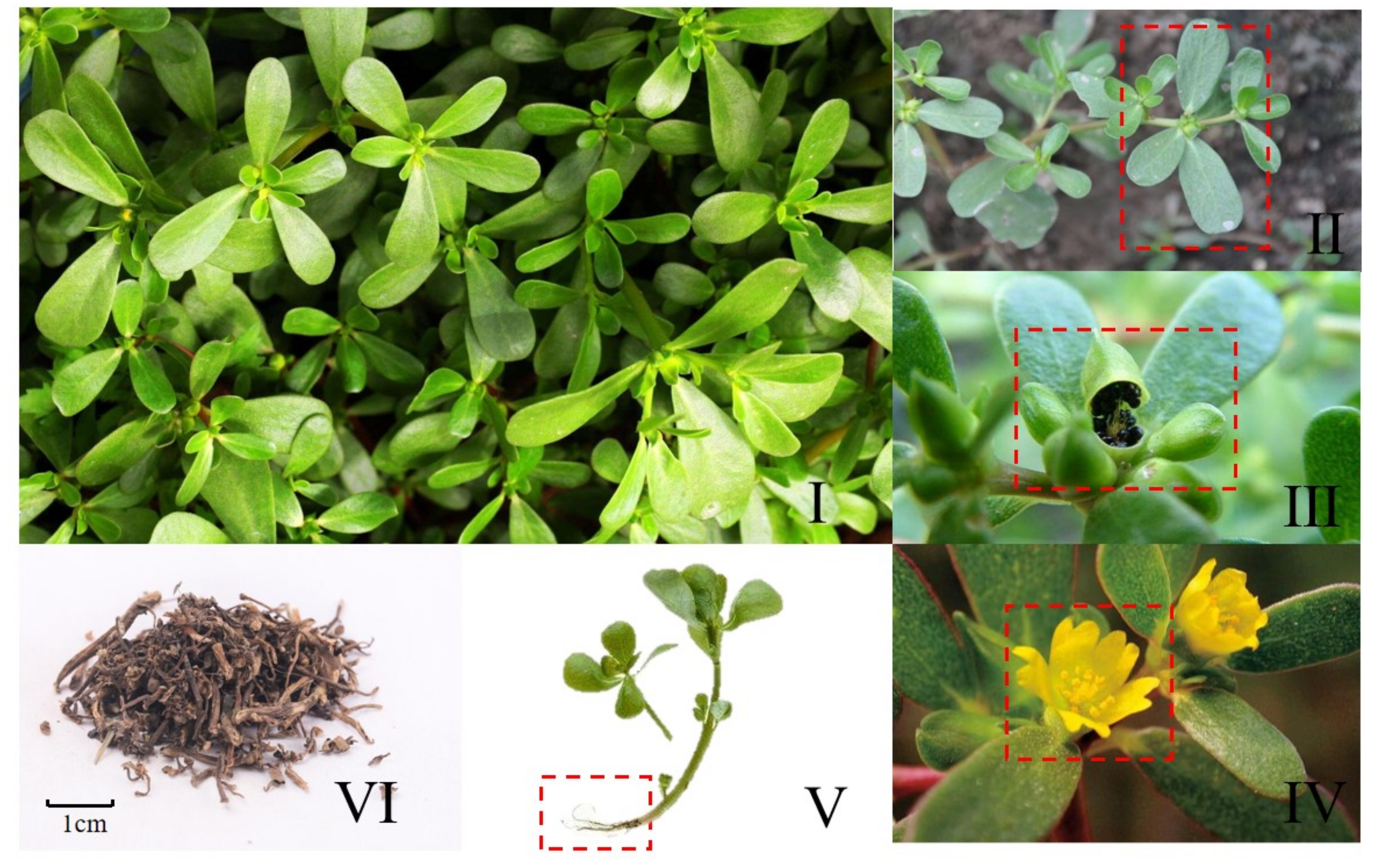 Extraction, Purification, Structural Characteristics, Biological Activity  and Application of Polysaccharides from Portulaca oleracea L. (Purslane): A  Review