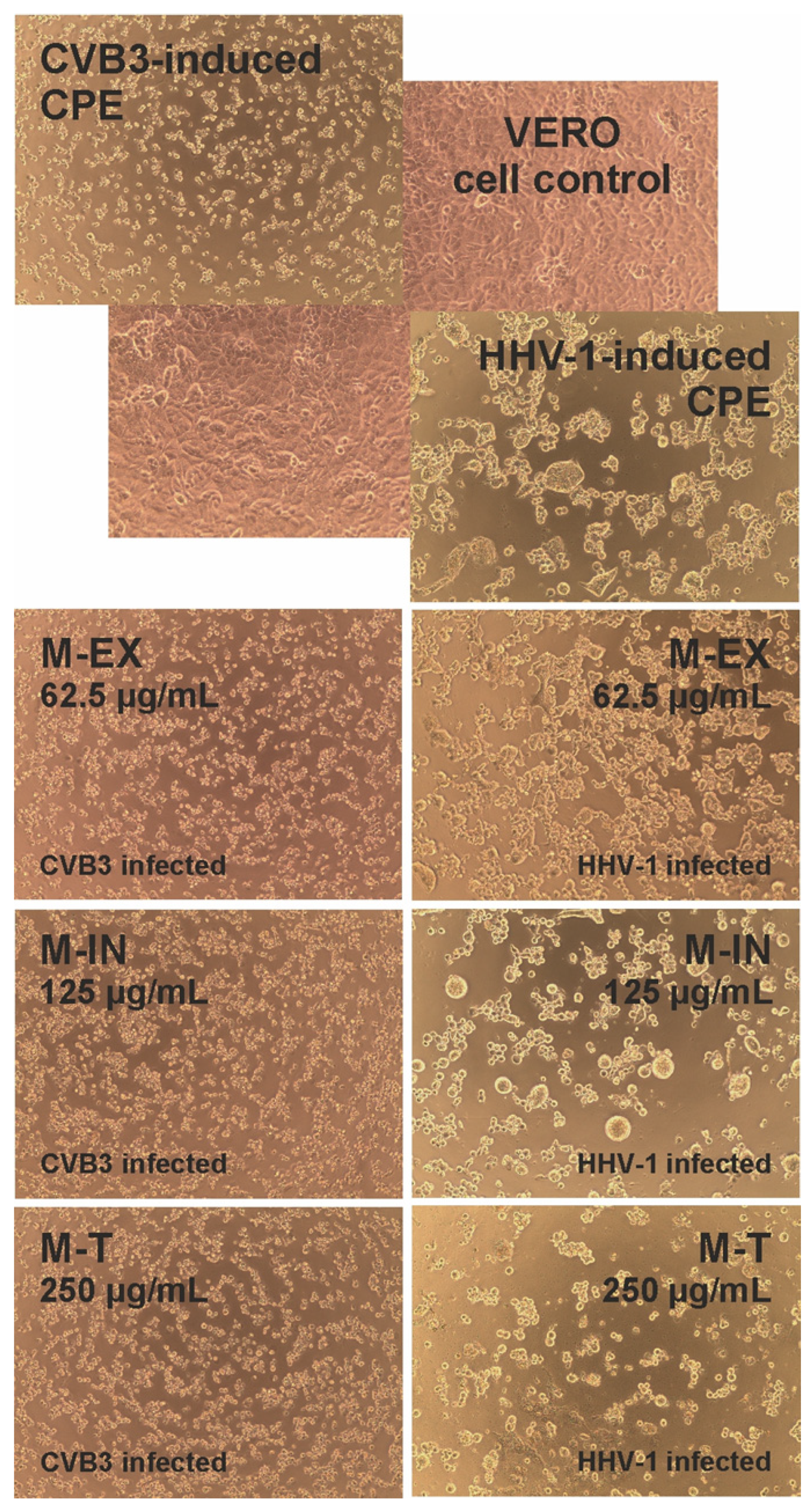 Molecules 28 04829 g010 Molecules 28 04829 g010
