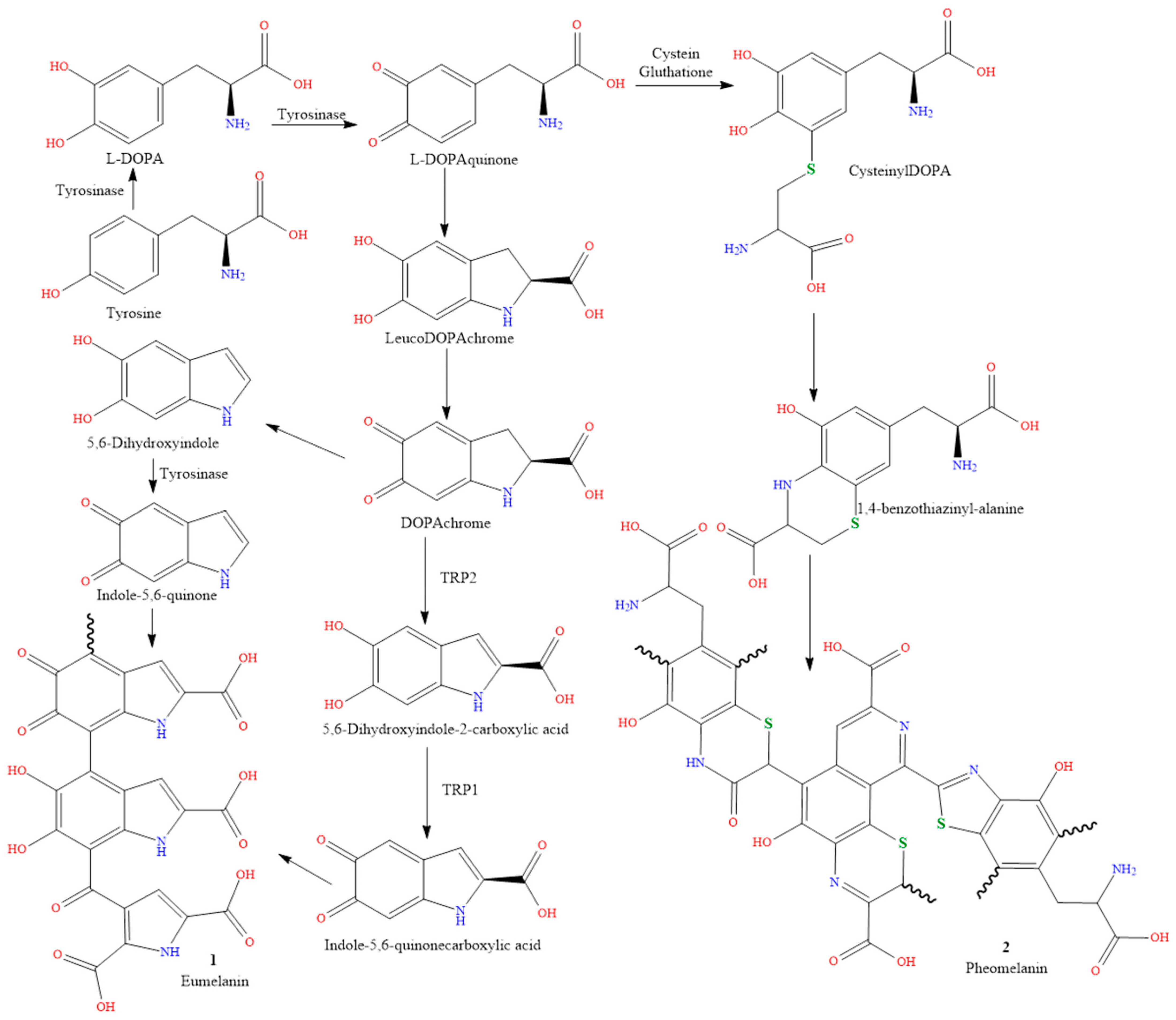 Skin Pigmentation Types, Causes and ... Biology Diagrams