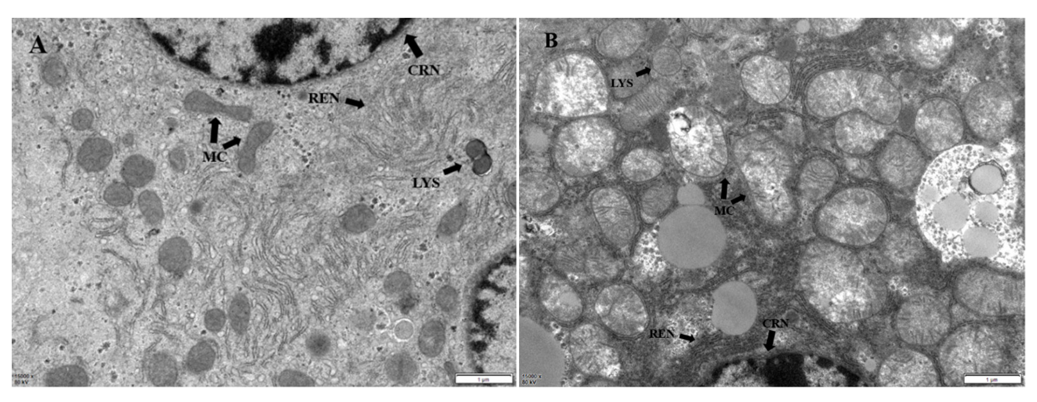 Molecules 28 04849 g006a Molecules 28 04849 g006a