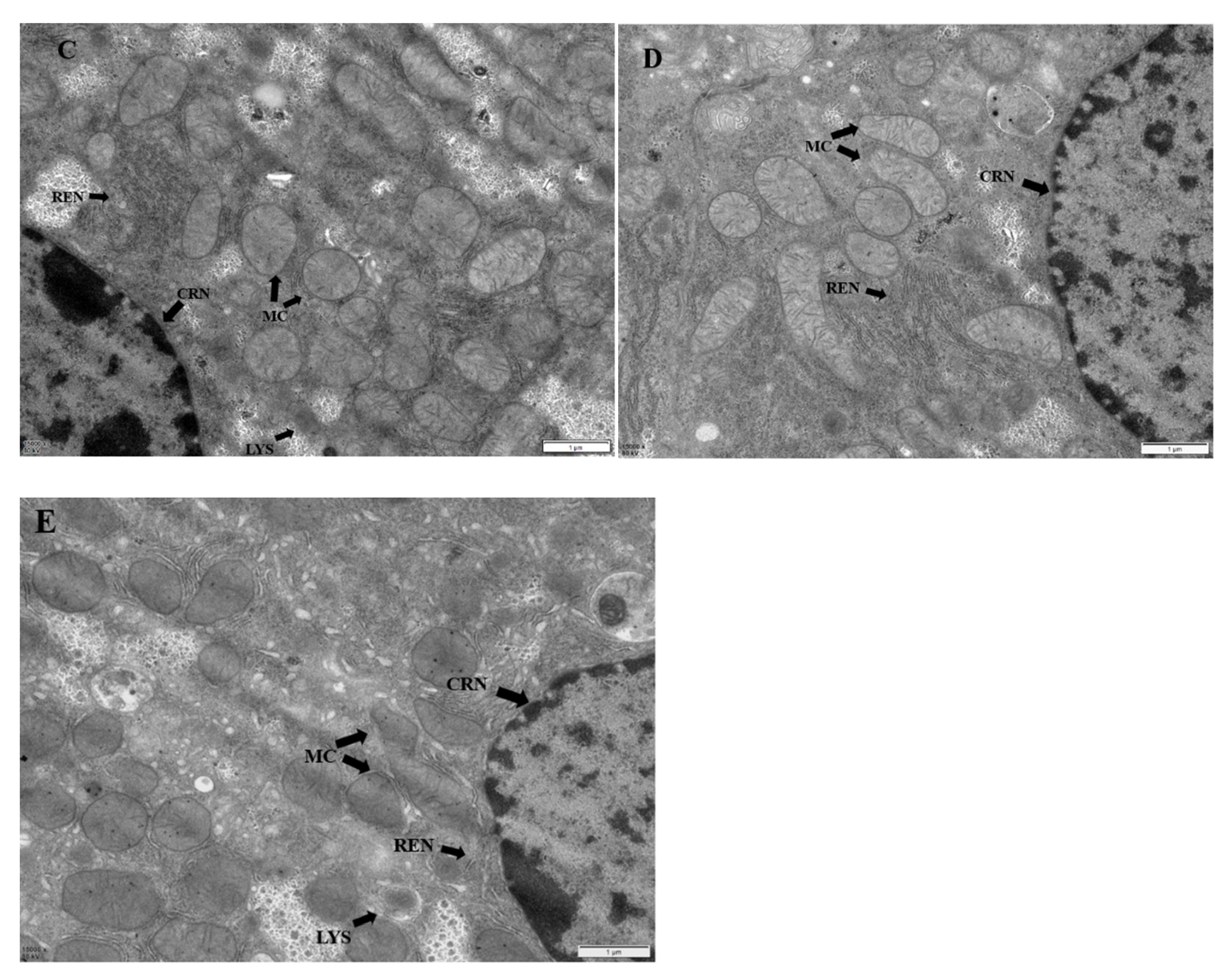 Molecules 28 04849 g006b Molecules 28 04849 g006b