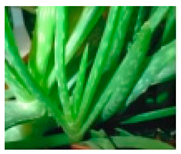 Molecules 28 04856 i004