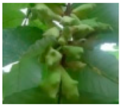 Molecules 28 04856 i005