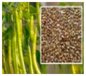 Molecules 28 04856 i007