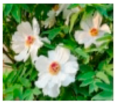 Molecules 28 04856 i008