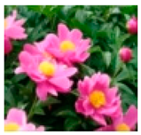 Molecules 28 04856 i009