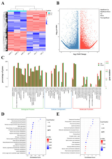 Integrated Transcriptomic and Metabolomic Analyses Reveal