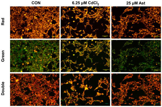 ファン Protective Effect of Astragaloside IV against Cadmium