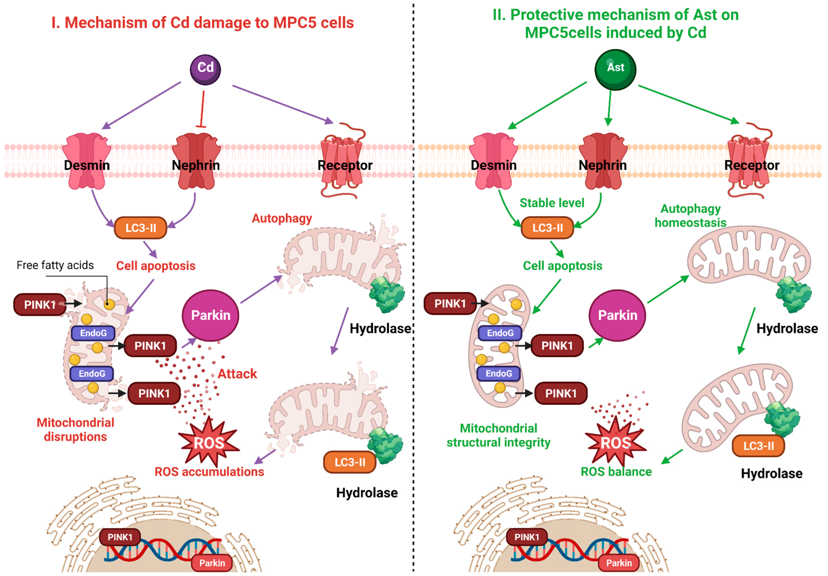 Protective Effect of Astragaloside IV against Cadmium