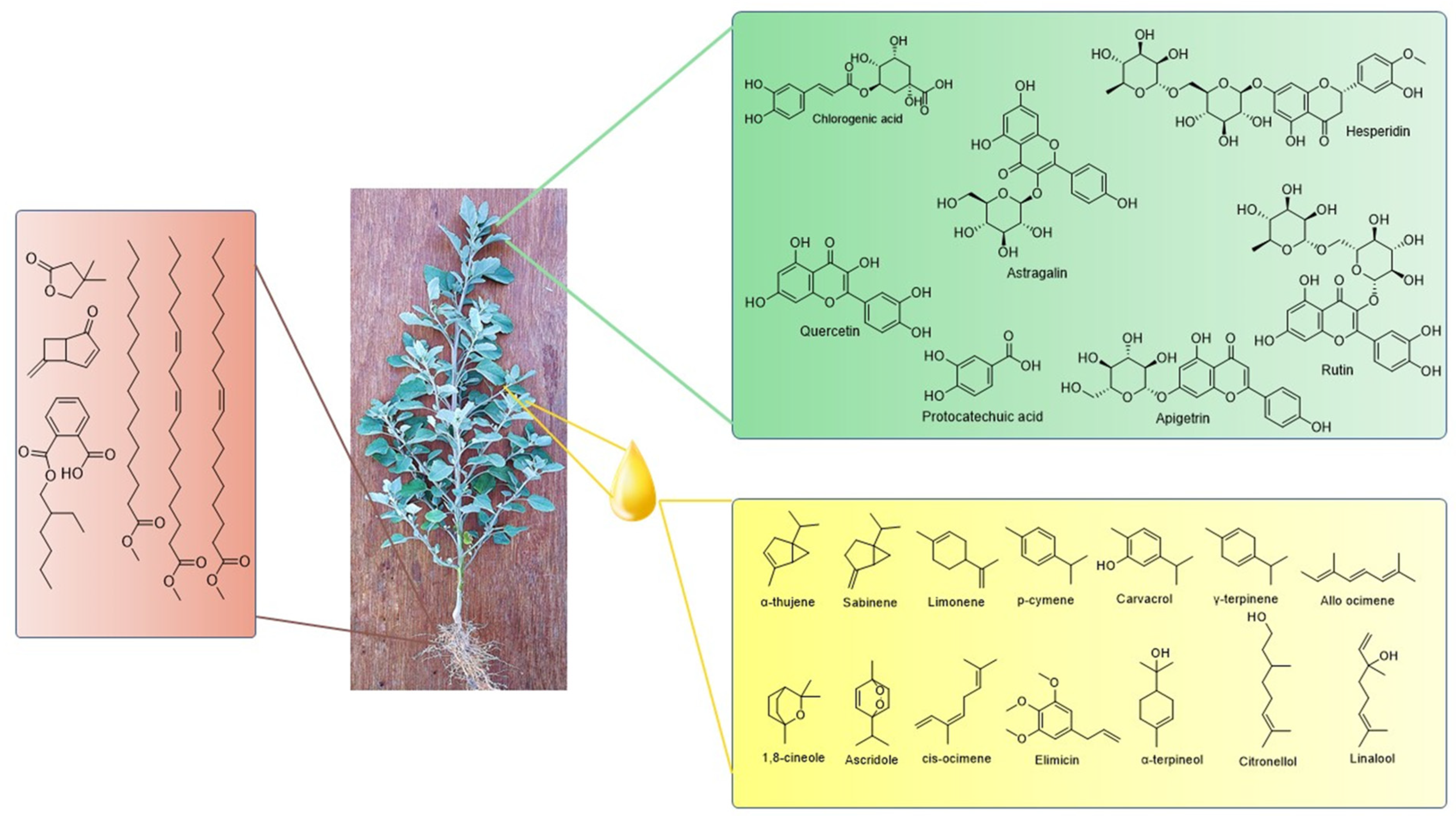 Molecules 28 04902 g001