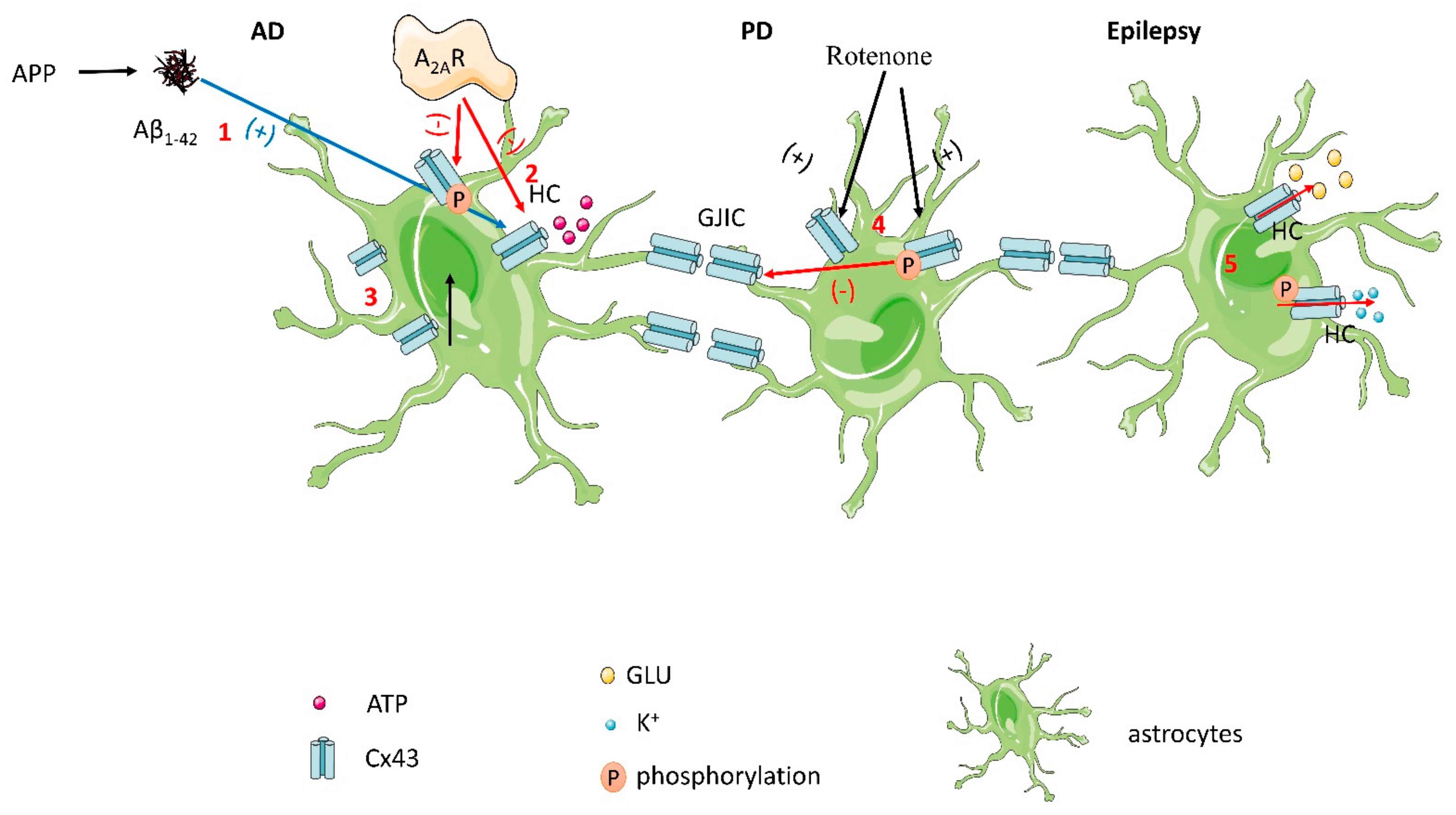 Connexin 43 Phosphorylation: Implications in Multiple Diseases
