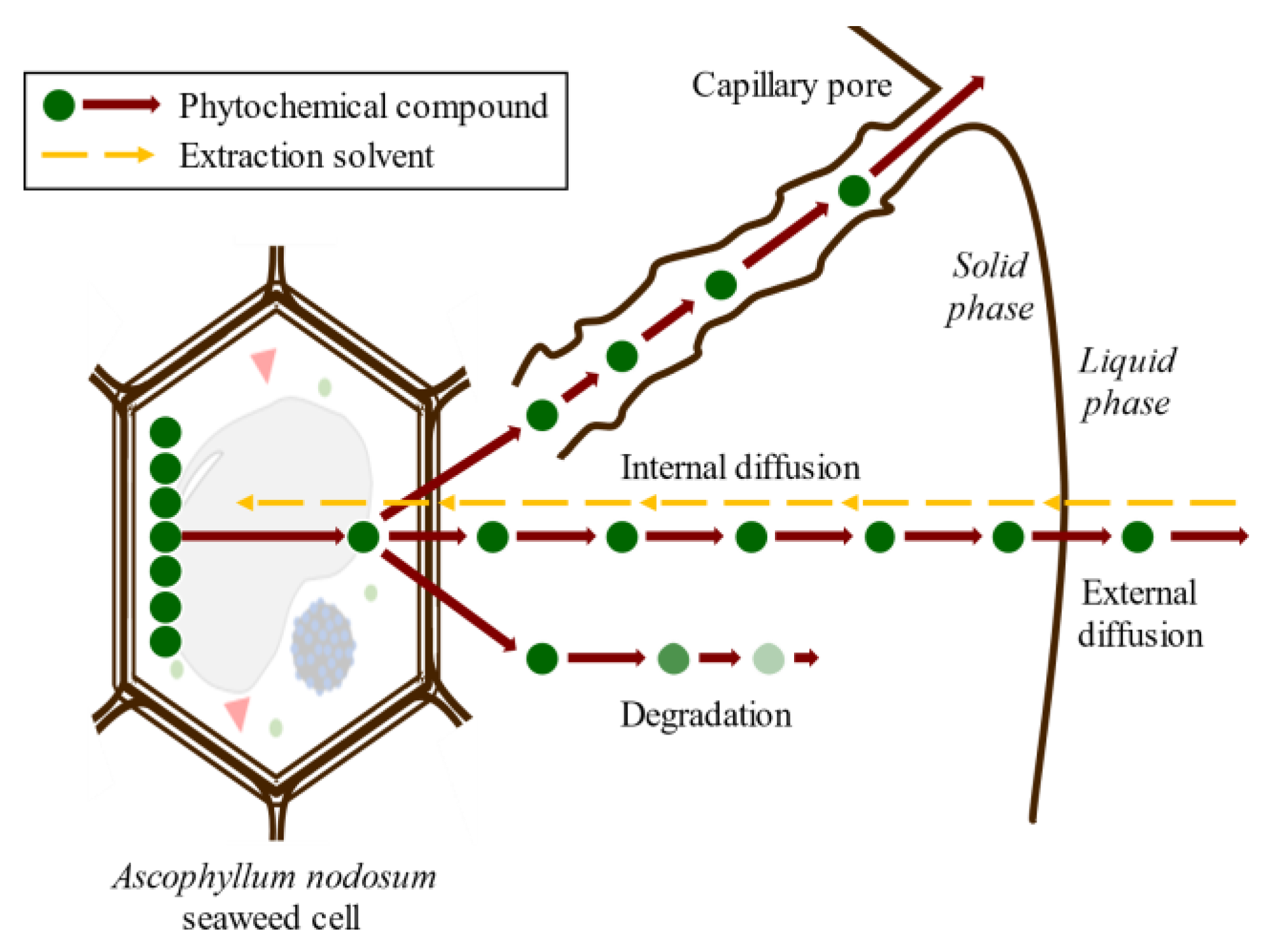 Molecules 28 04937 g006 Molecules 28 04937 g006