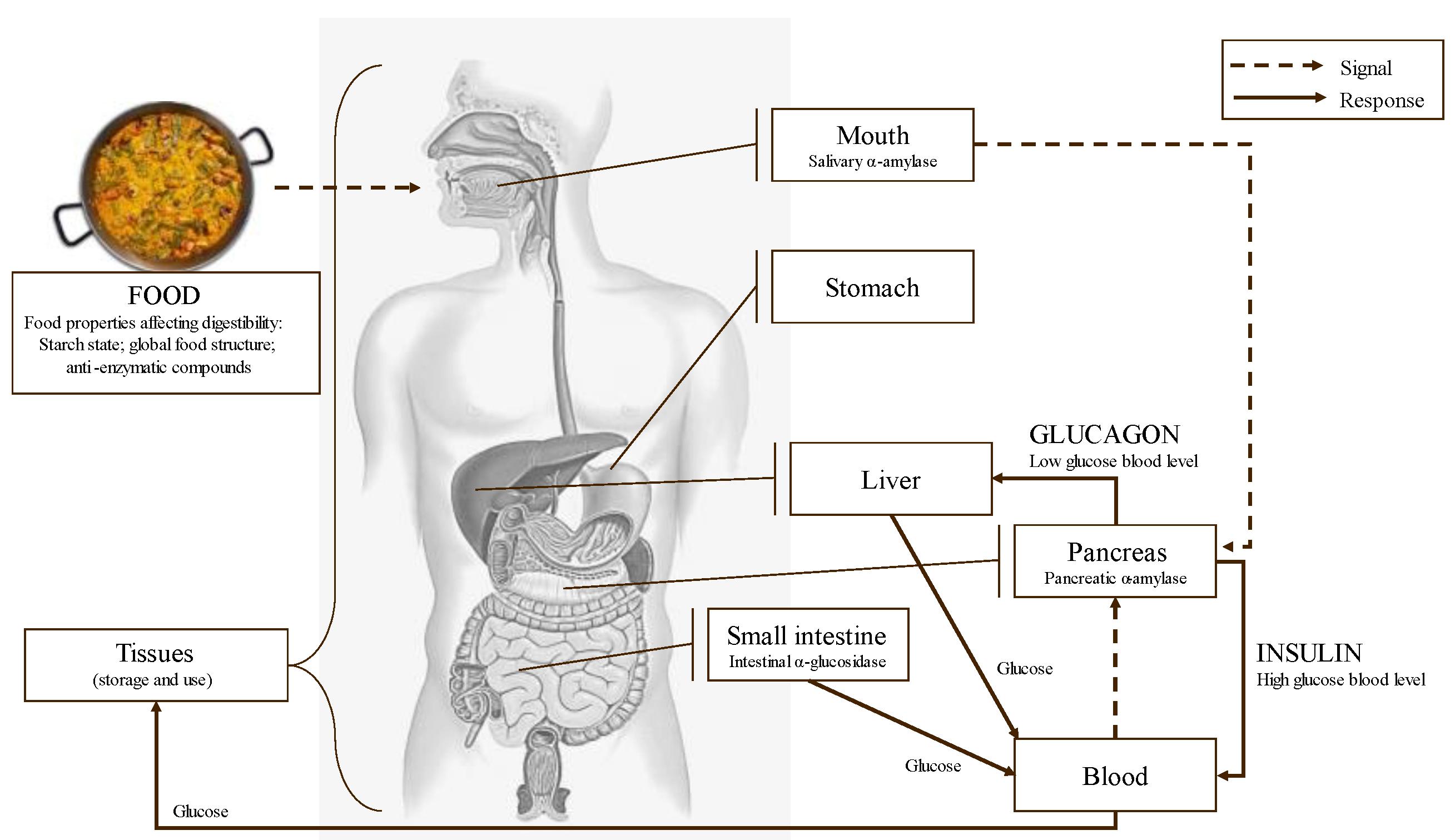 Molecules 28 04937 g011 Molecules 28 04937 g011