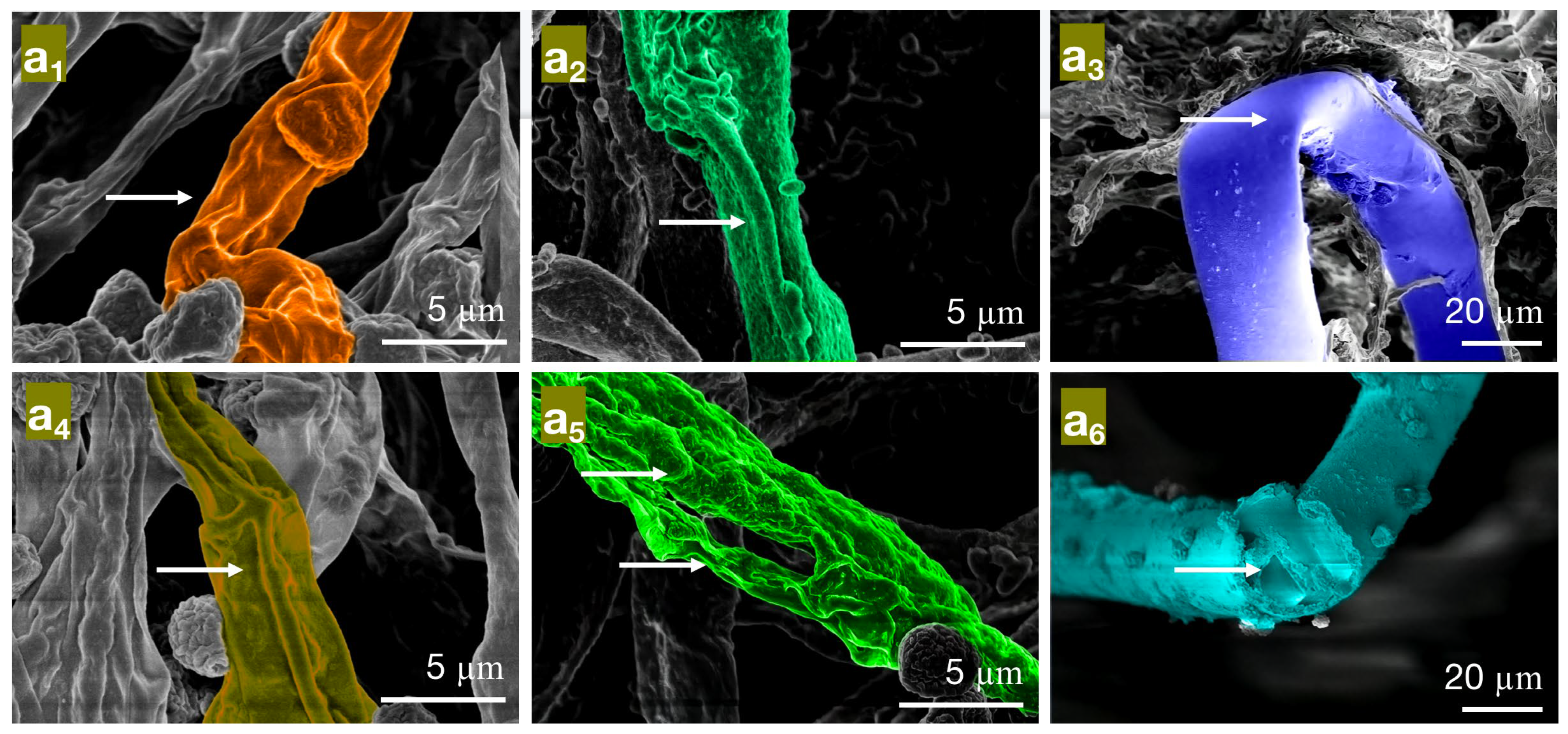 Molecules 28 04941 g007