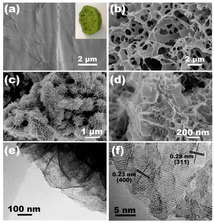 Molecules 28 05020 g002 Molecules 28 05020 g002