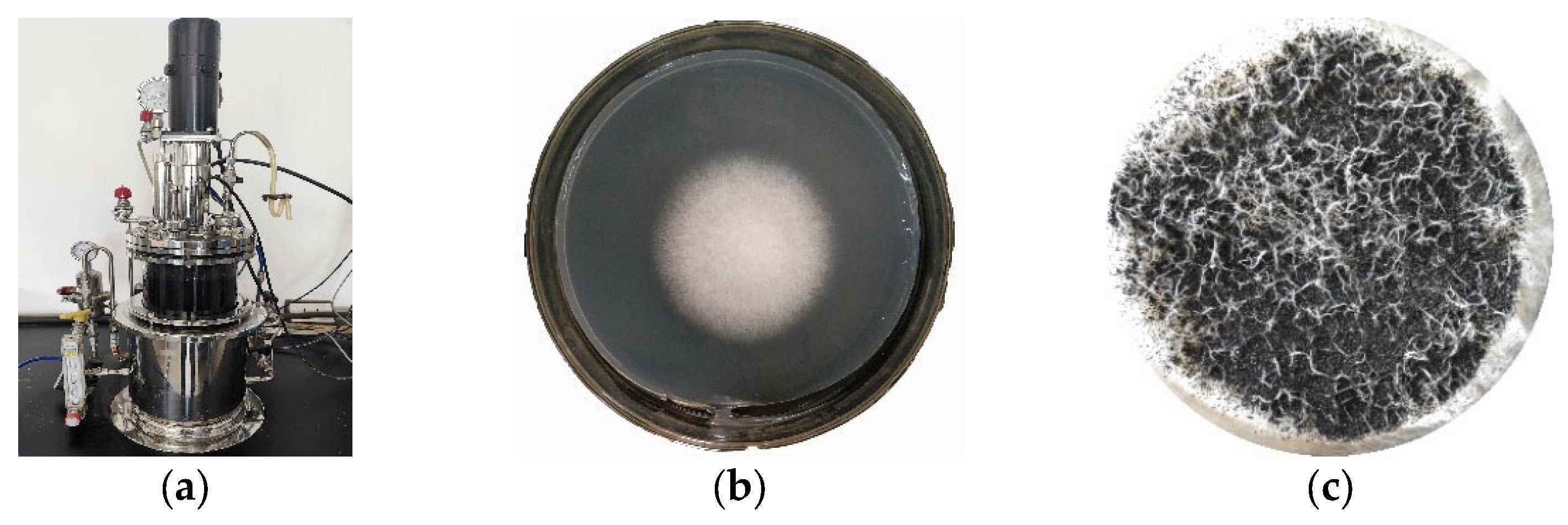 Molecules 28 05031 g012
