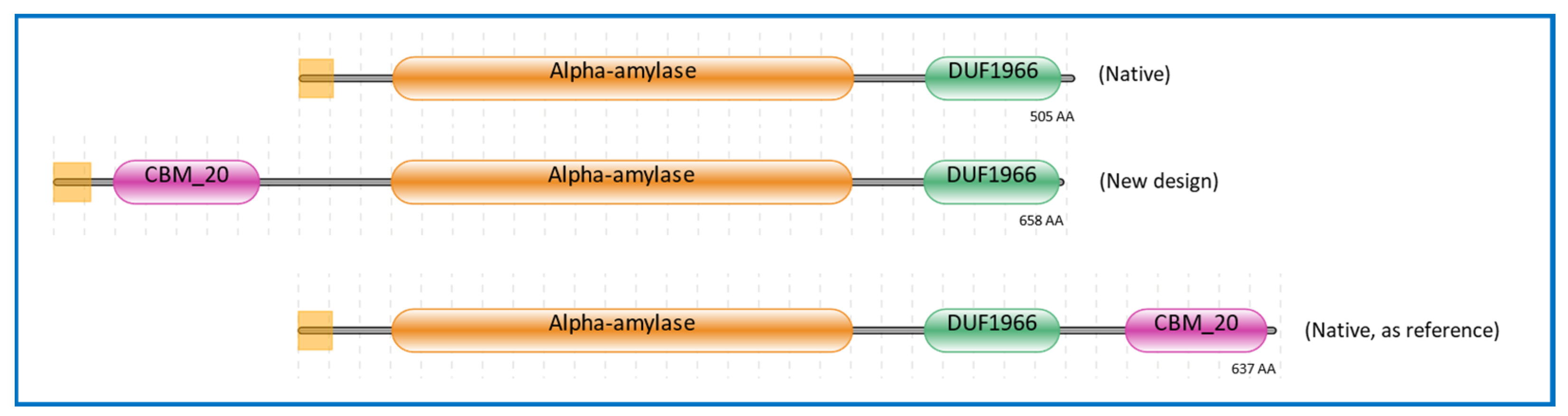 Novel Design of an α-Amylase with an N-Terminal CBM20 in 