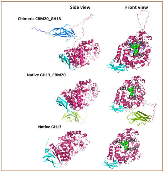 Novel Design of an α-Amylase with an N-Terminal CBM20 in Aspergillus ...