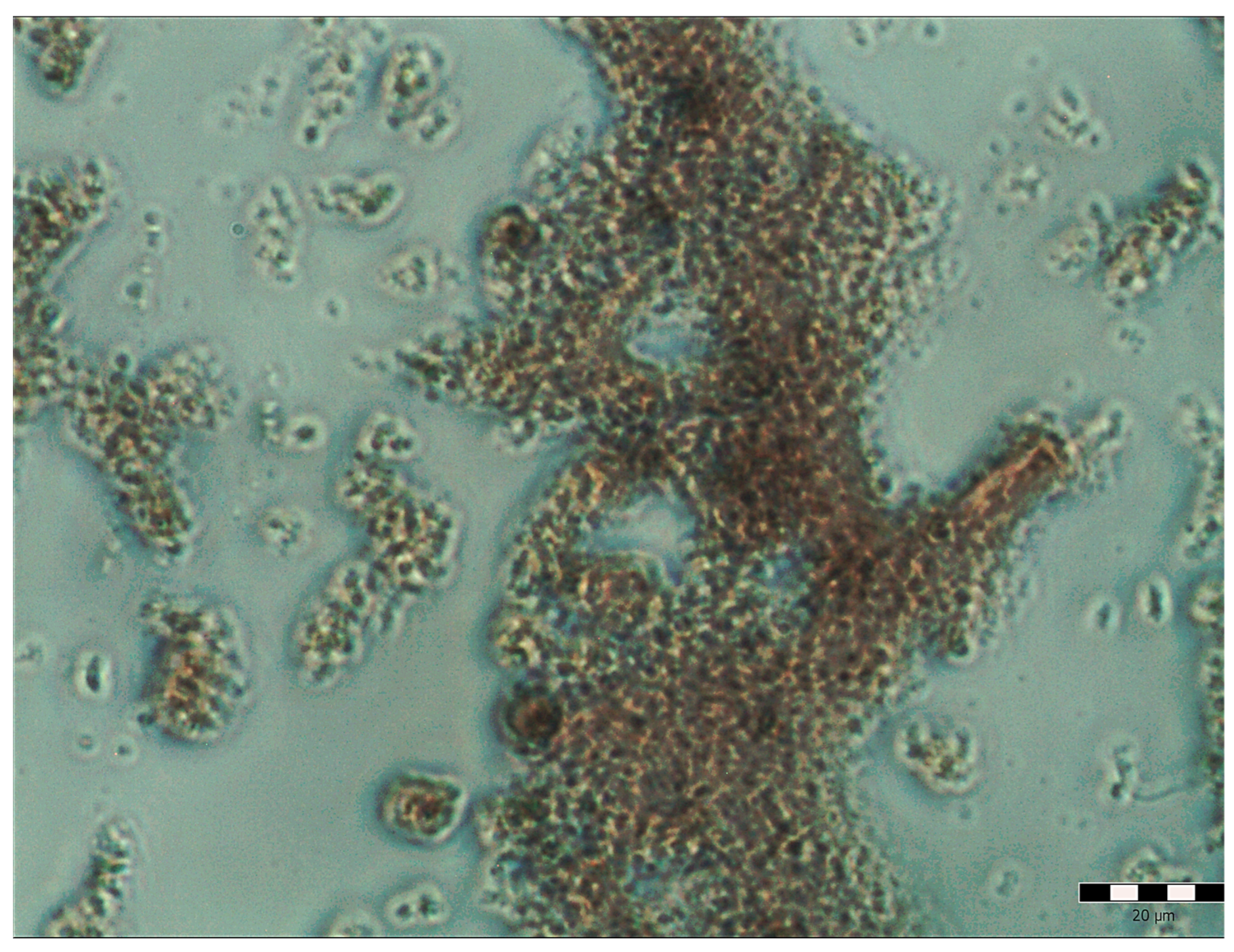 Molecules 28 05064 g005 Molecules 28 05064 g005